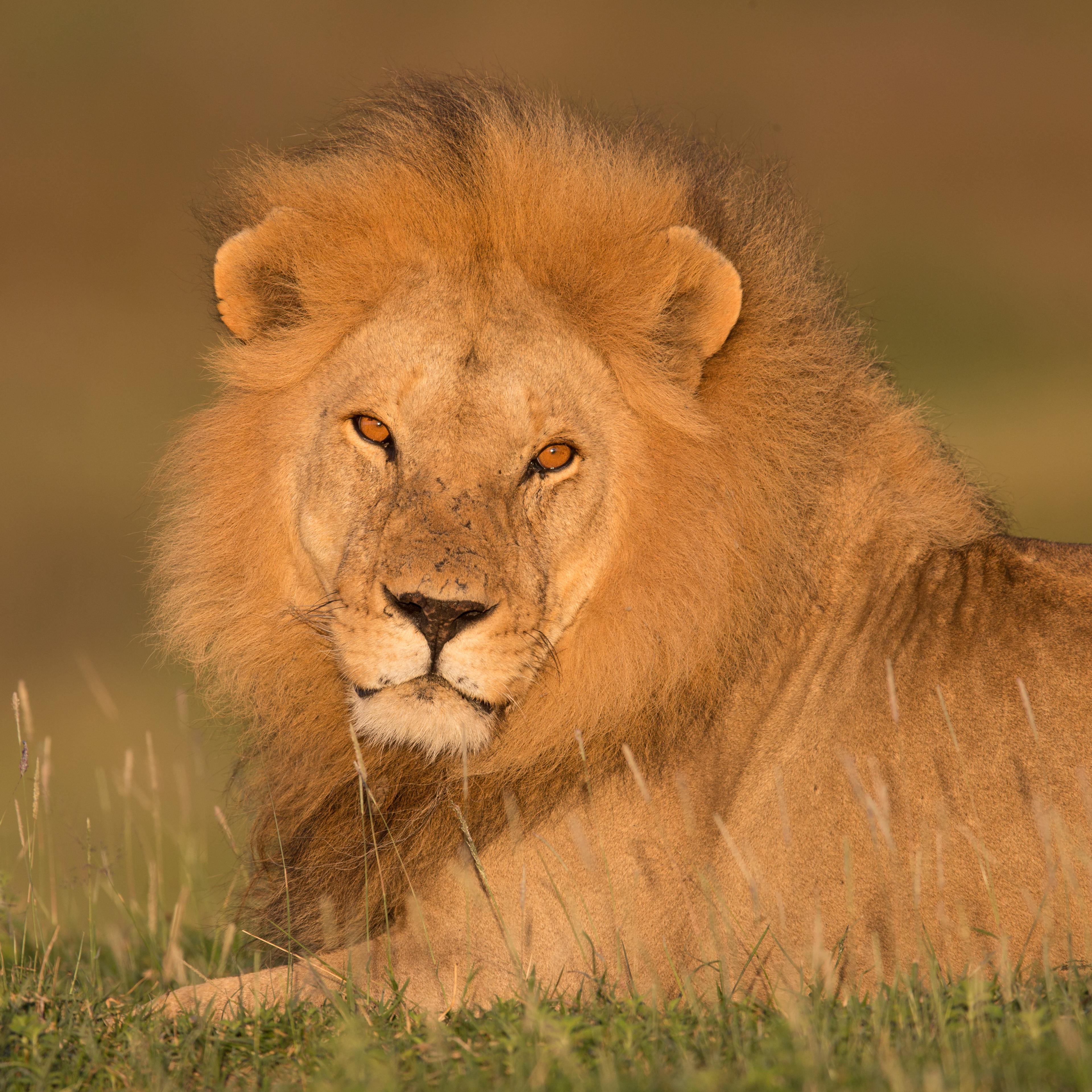 lion endangered species