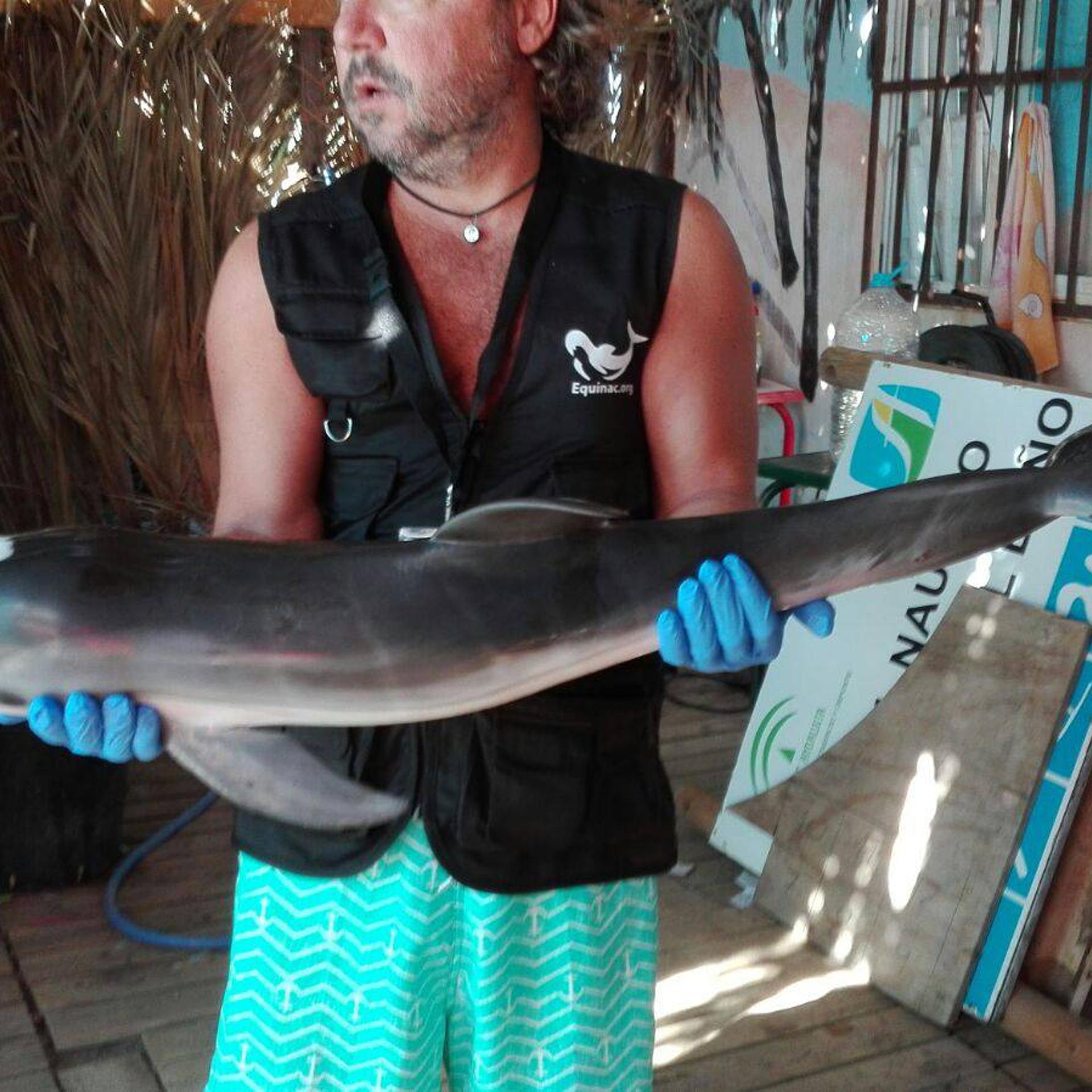 A man holds a dolphin that the group Equinac reported had died in Spain in early August after beachgoers touched and posed for selfies with it.