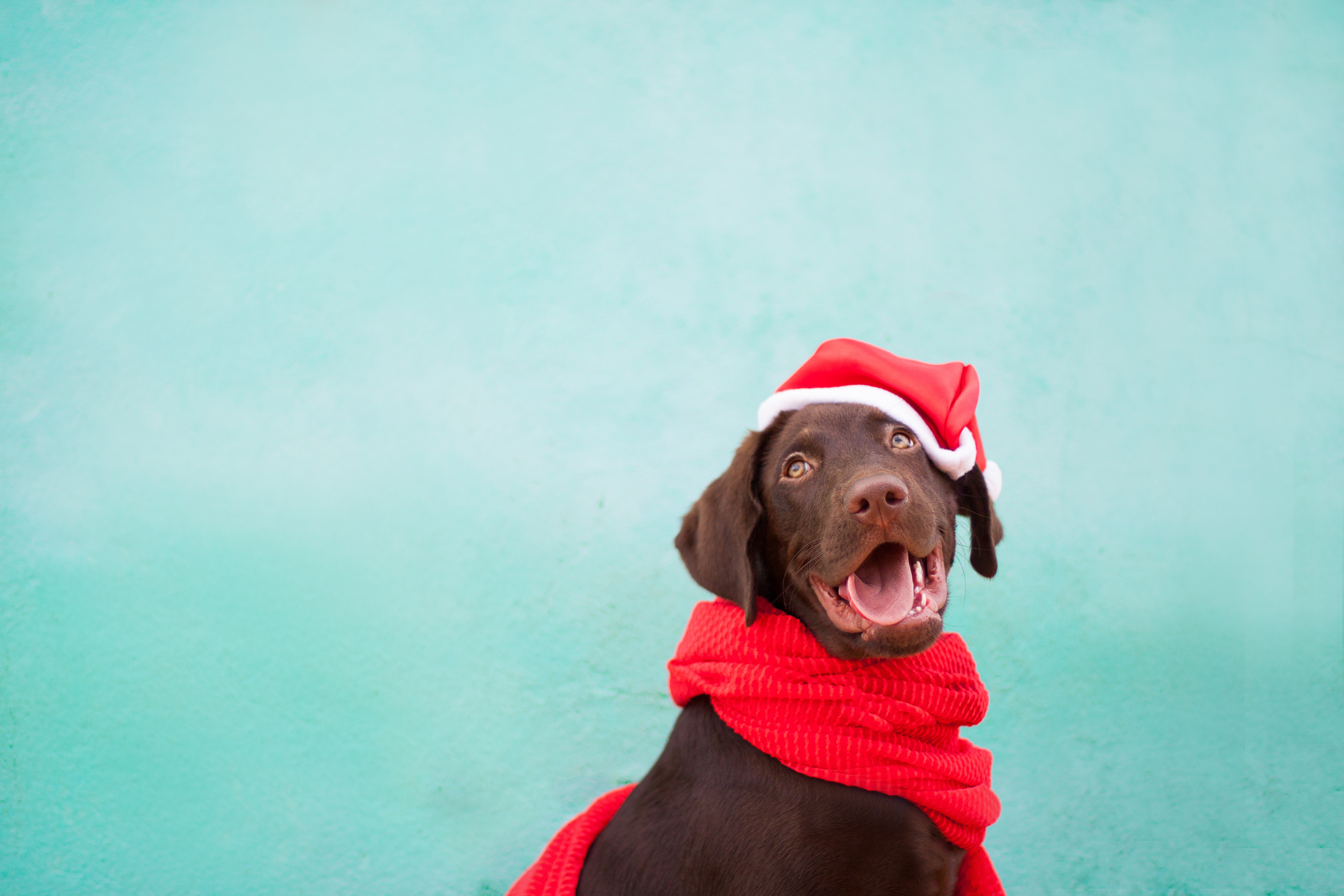Chocolate Labrador Retriever
