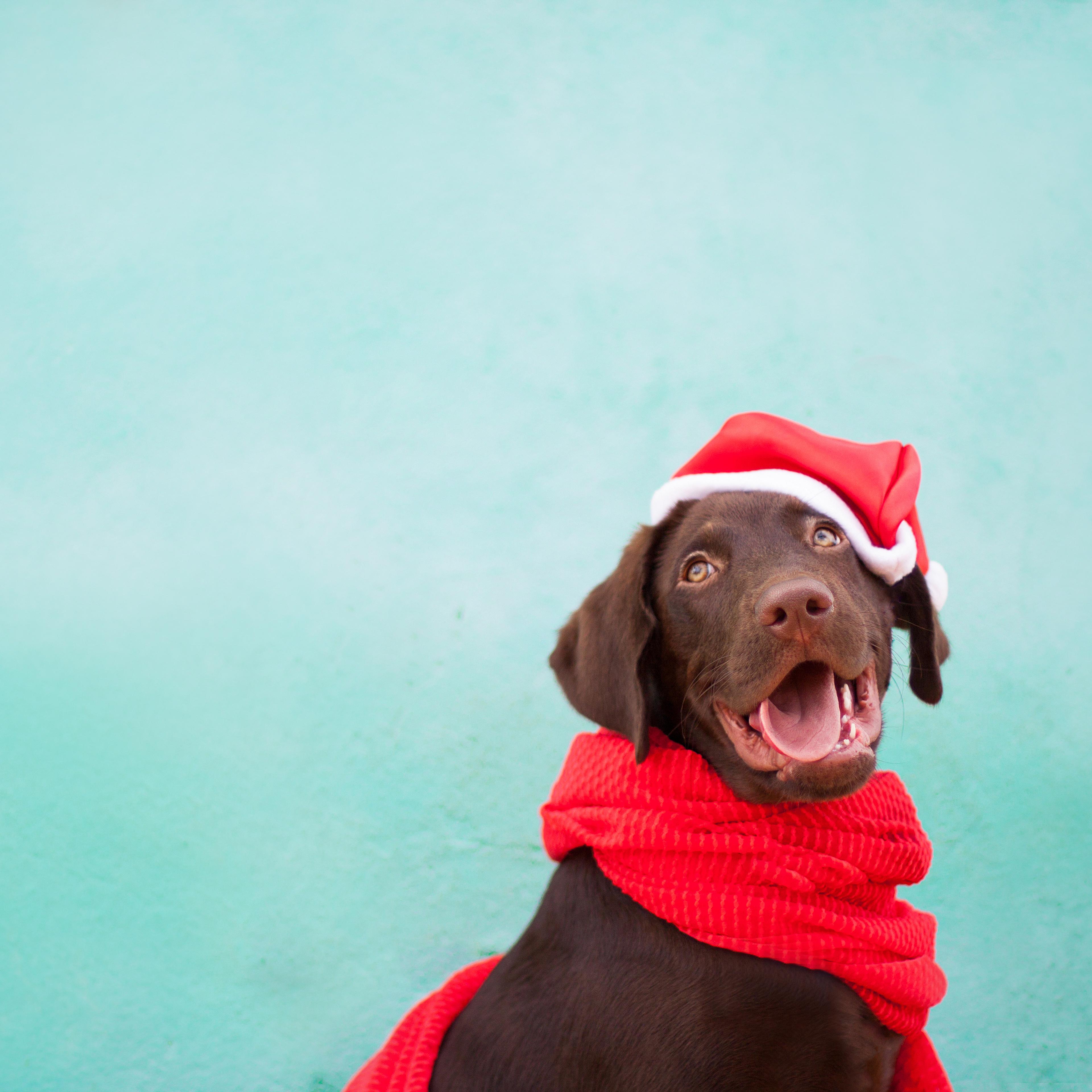 Chocolate Labrador Retriever