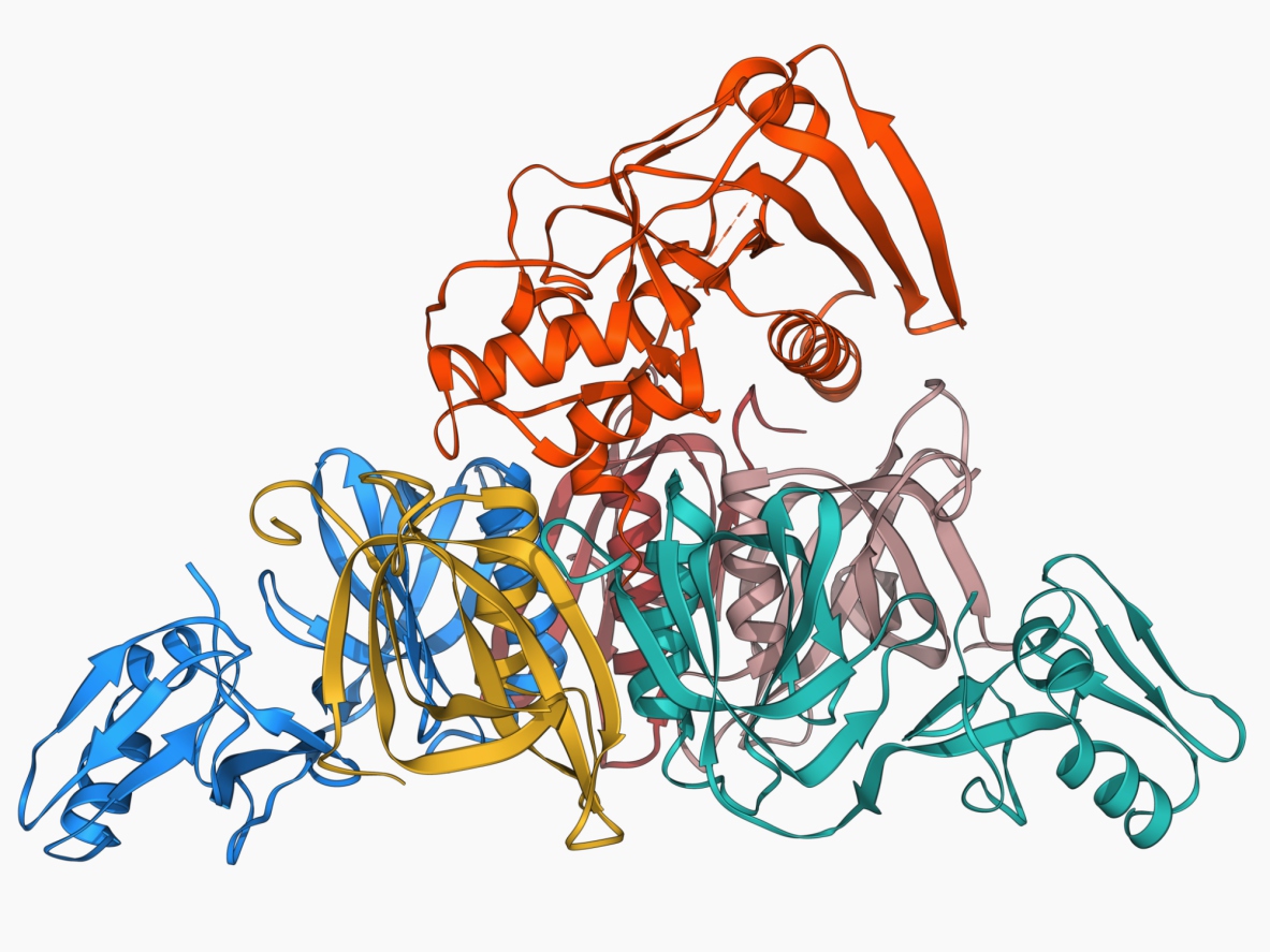 Face of the enemy: A molecular model of the whooping cough toxin