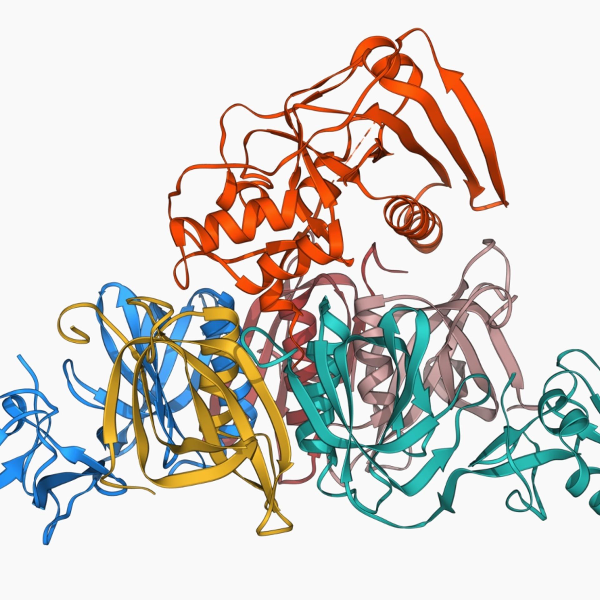 Face of the enemy: A molecular model of the whooping cough toxin