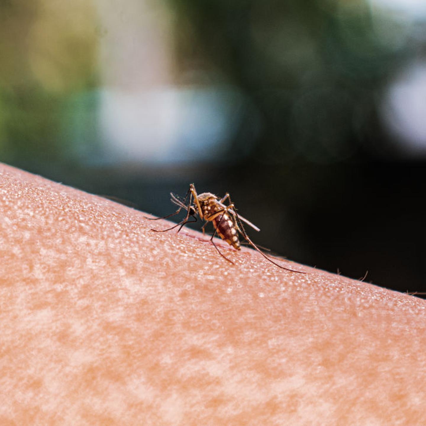 Anopheles Mosquito Bites