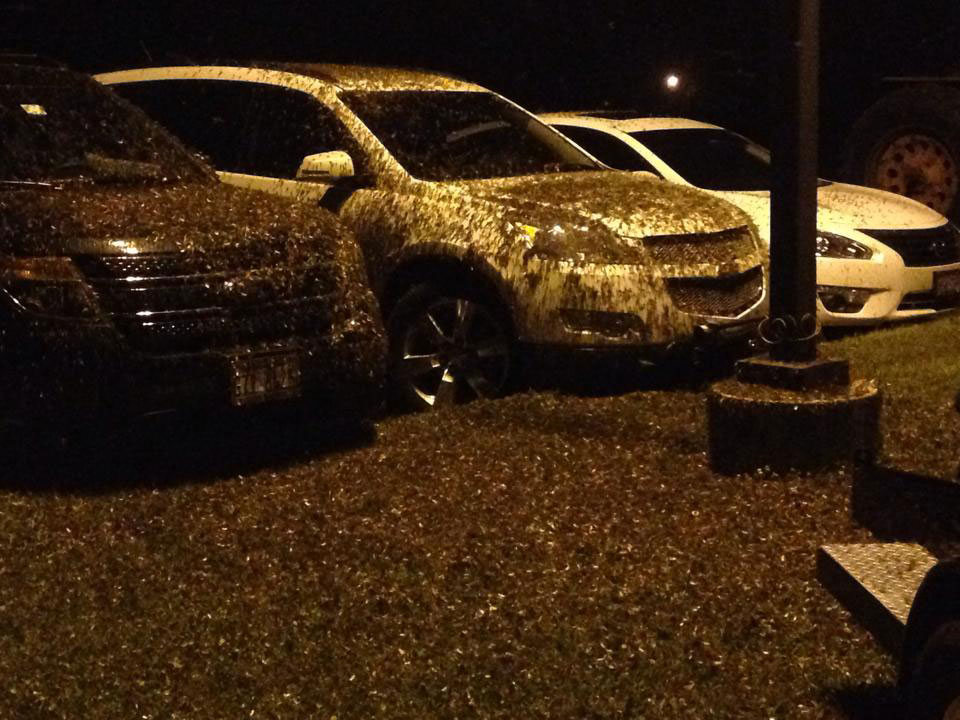 Midwest Suffers Mayfly Swarm in Mississippi, Iowa and Wisconsin