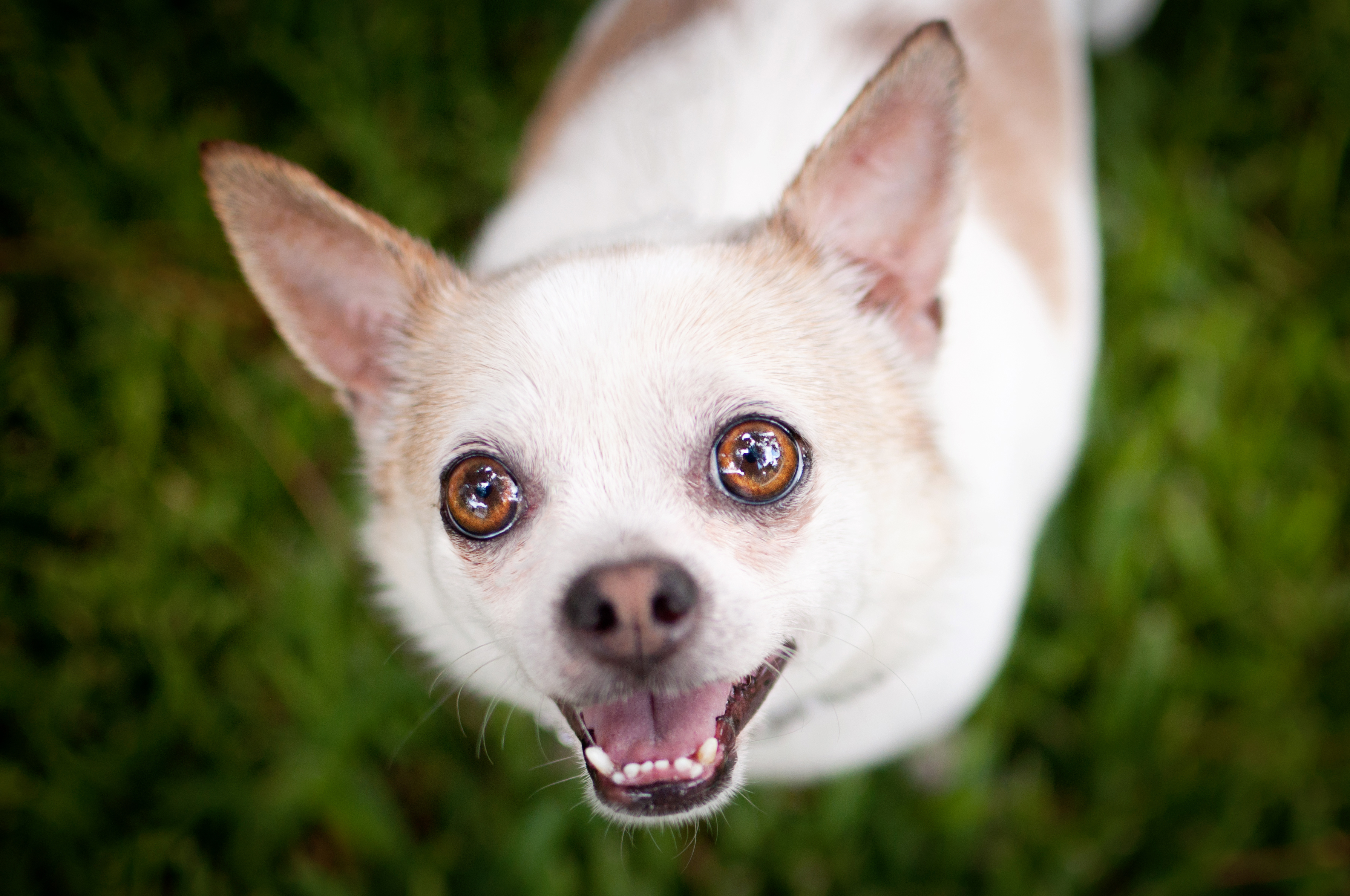Chihuahua dog