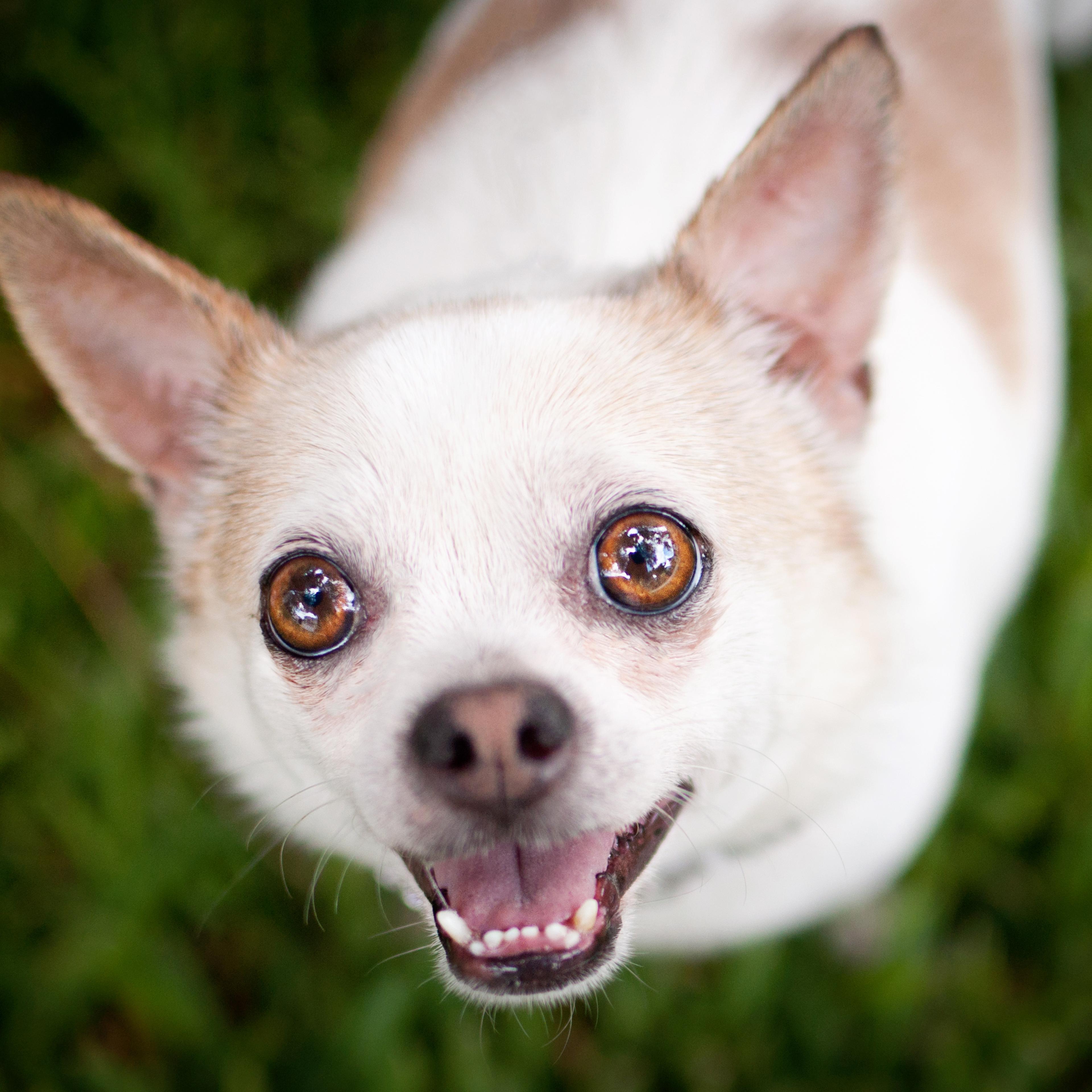 Chihuahua dog
