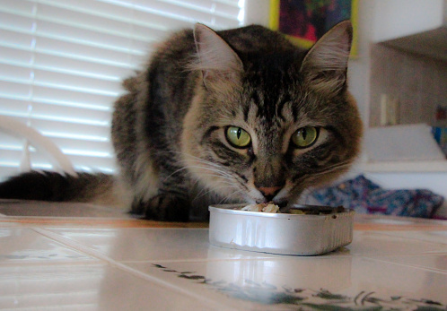 A cat eats a can of sardines off the table