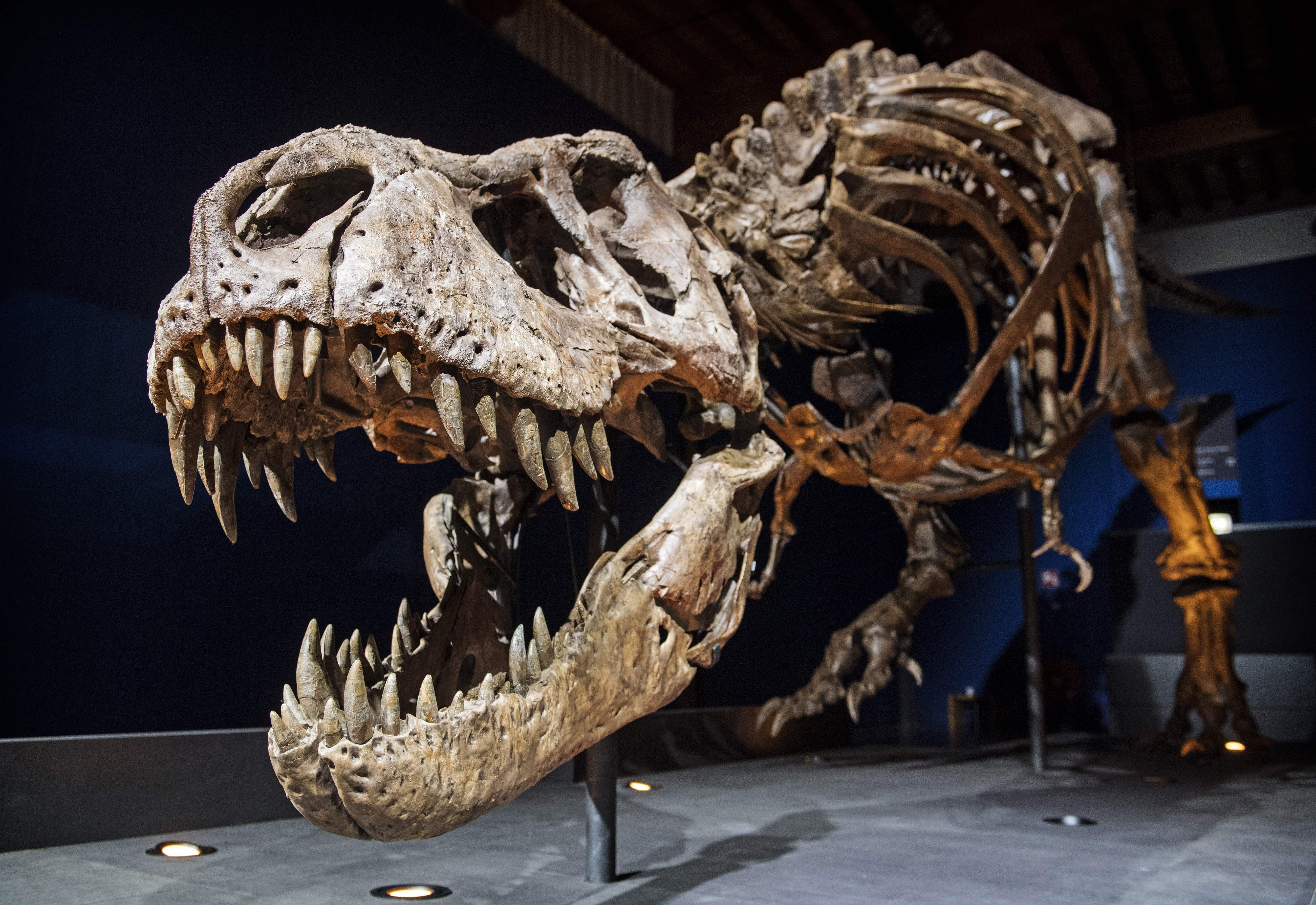 NETHERLANDS-SCIENCE-PALAEONTOLOGY-MUSEUM