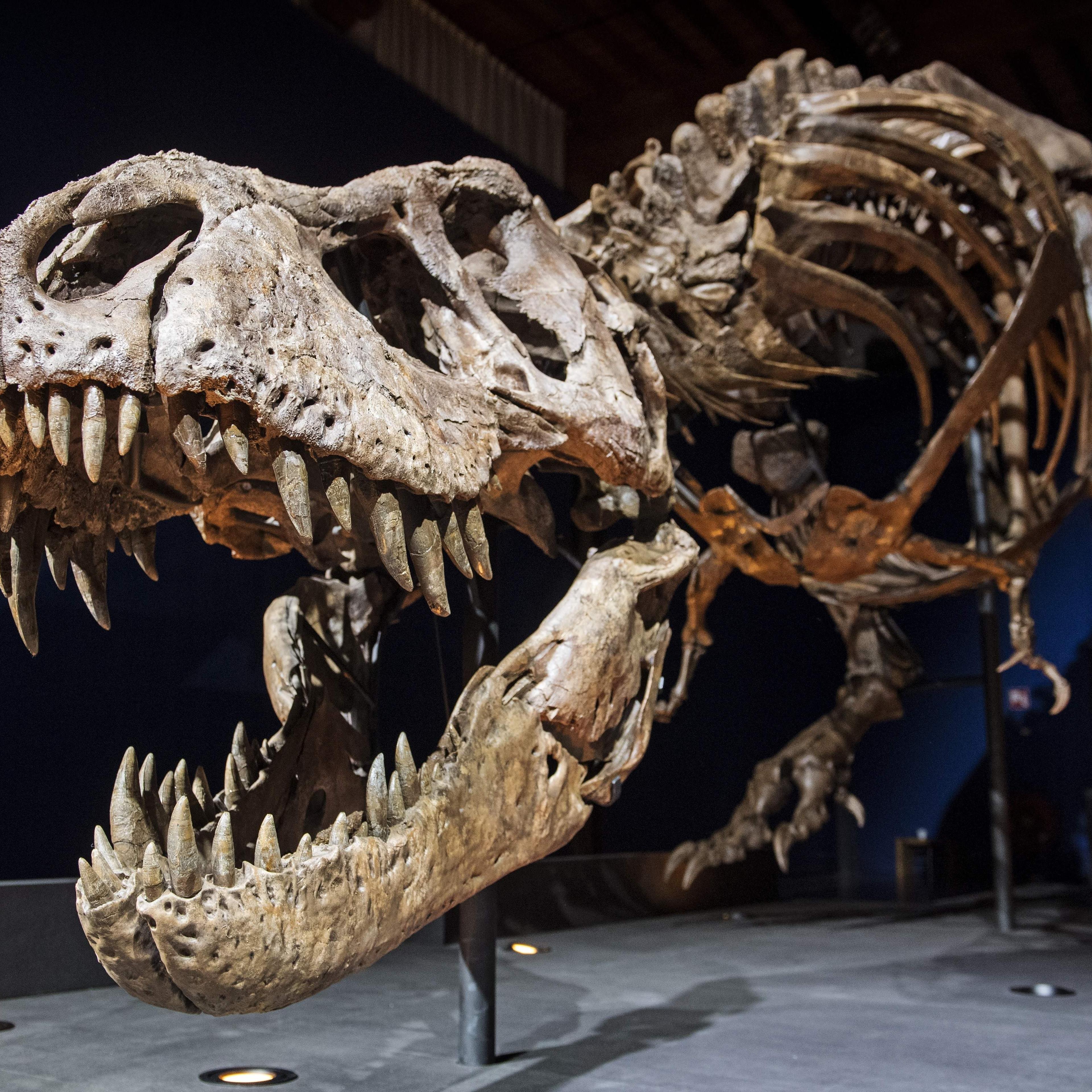 NETHERLANDS-SCIENCE-PALAEONTOLOGY-MUSEUM