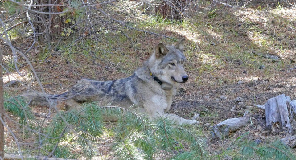 OR-54 when she was 1.5 years old. 