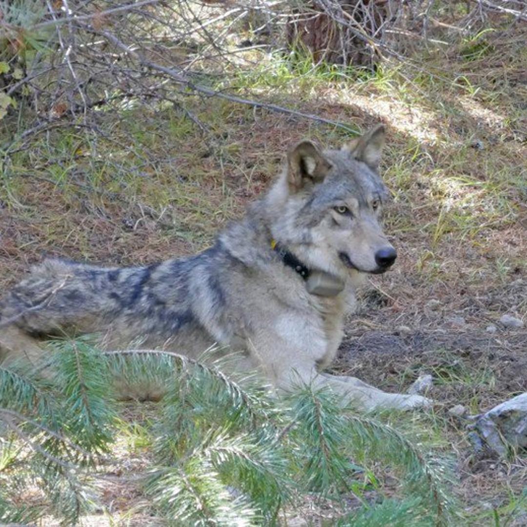 OR-54 when she was 1.5 years old.