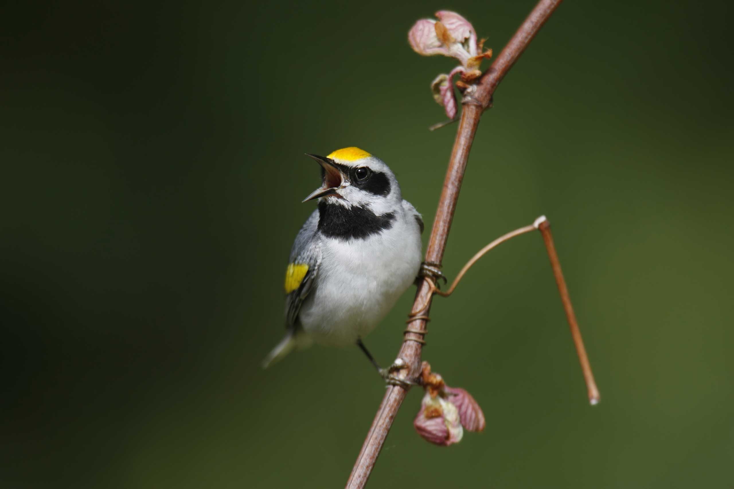Golden-winged warbler