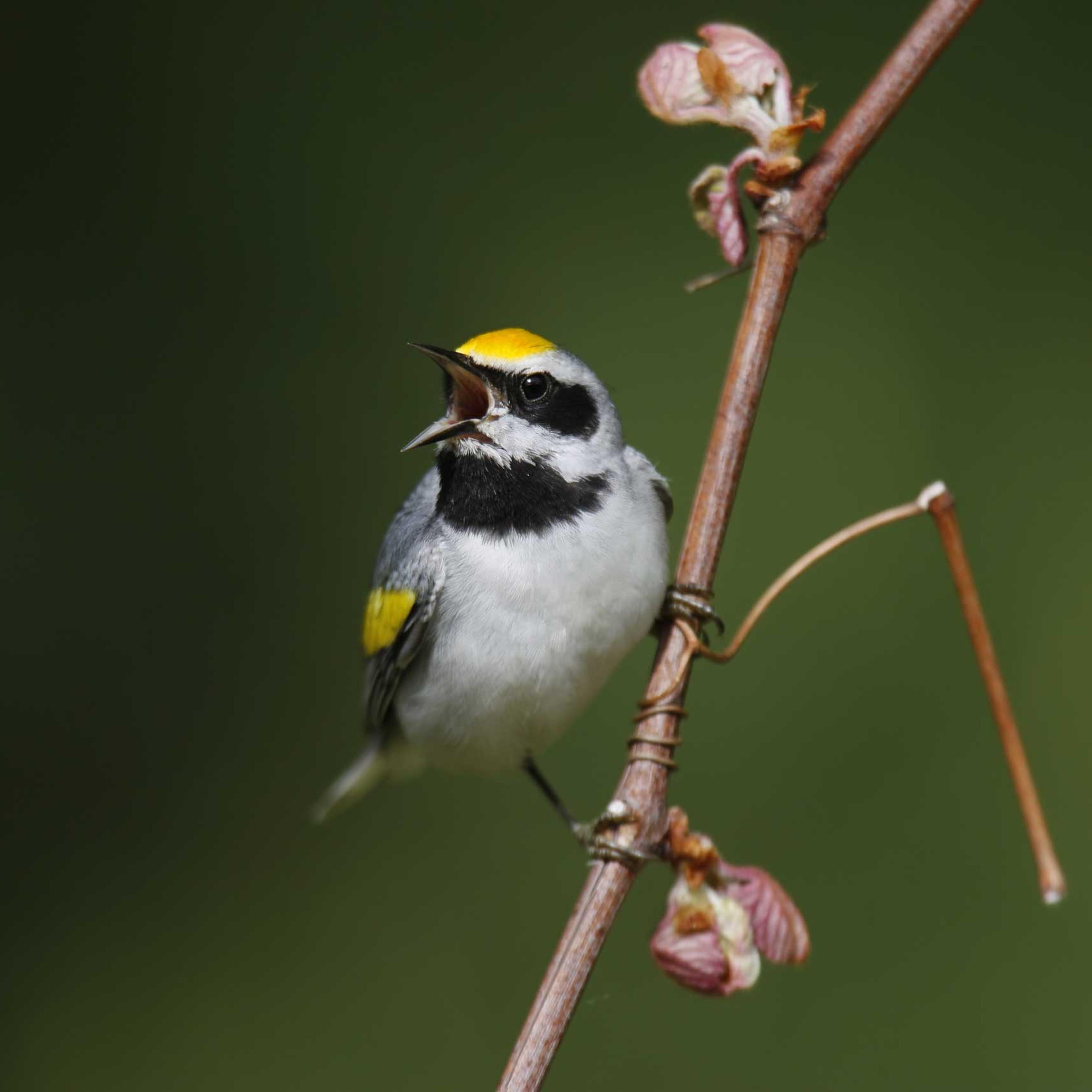 Golden-winged warbler