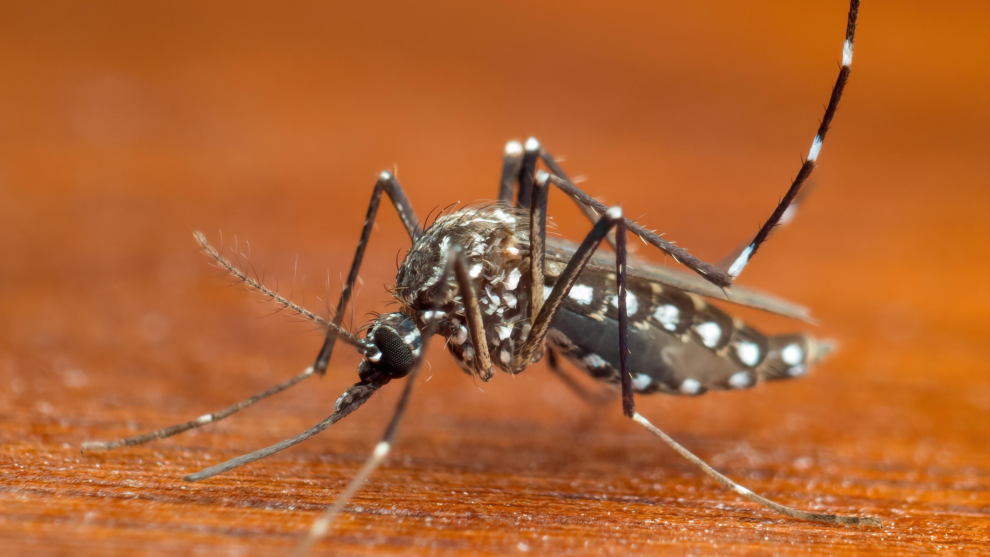 What to Know About the Dengue Outbreak in the U.S. - Time Magazine
