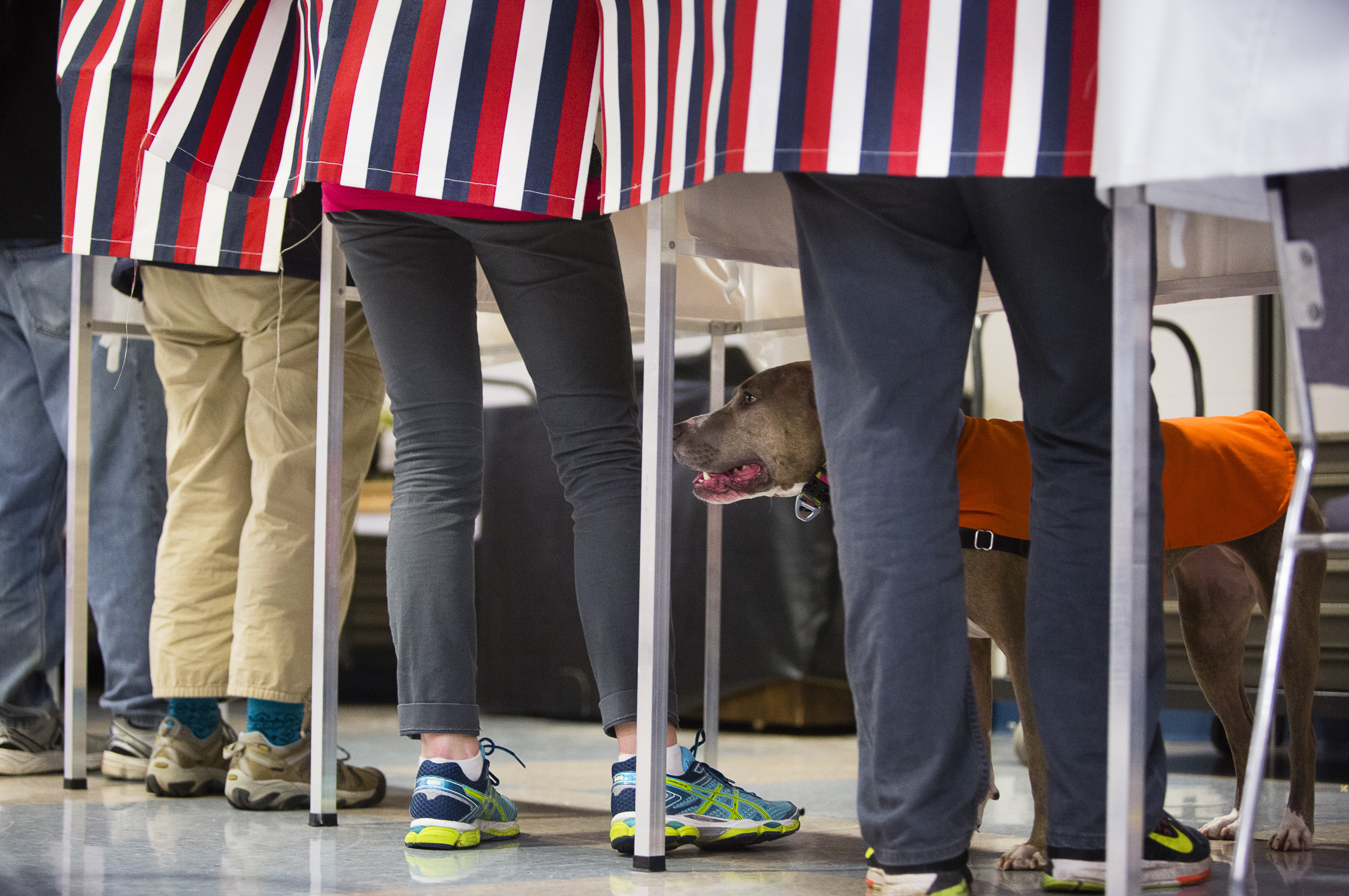 Koda the dog waits by his master, Matt Lathams side, while he is among many to exercise their right to vote at the South Portland Community Center in South Portland, ME. on Nov. 3, 2015.