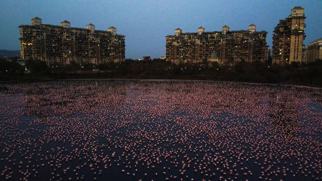flamingos coronavirus