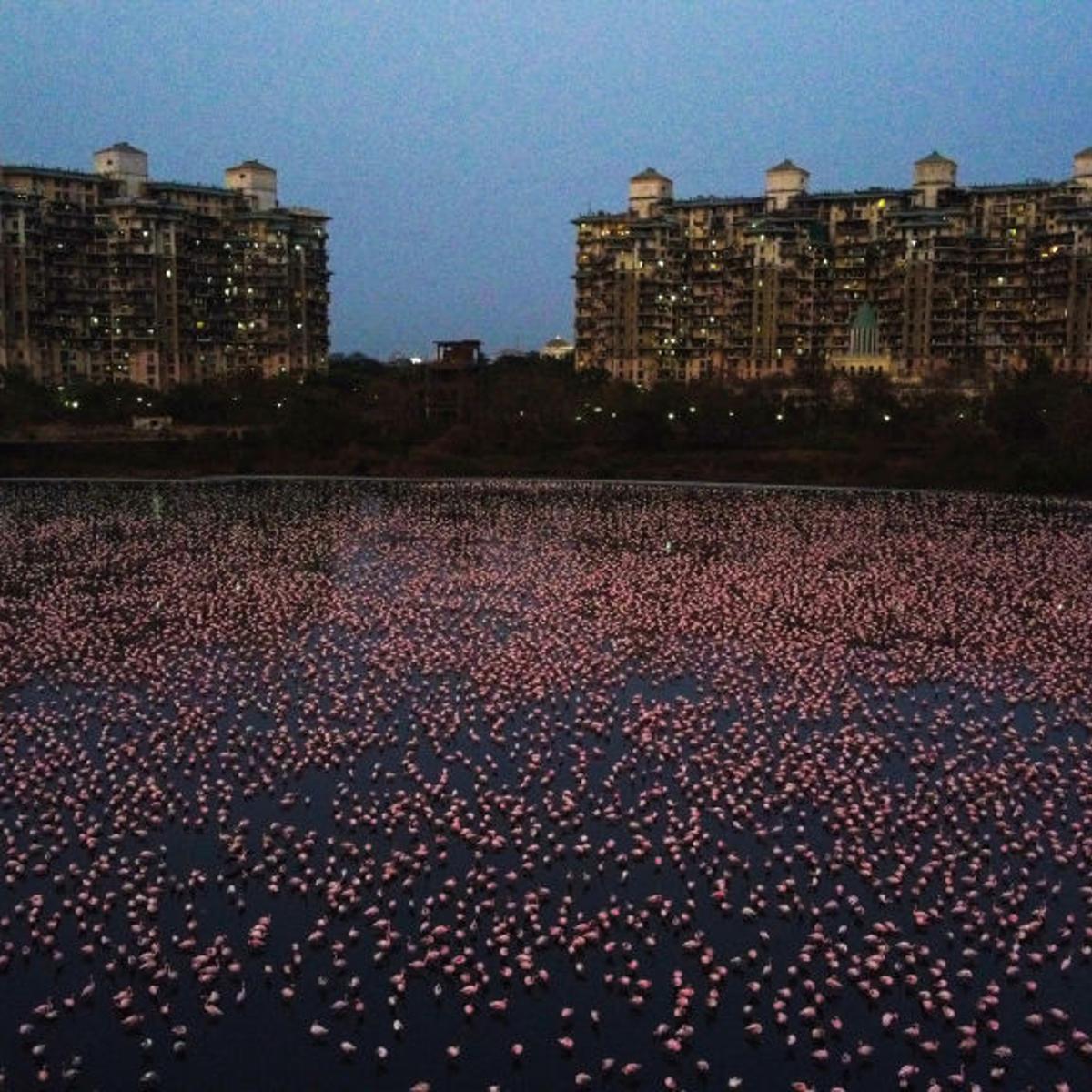 flamingos coronavirus