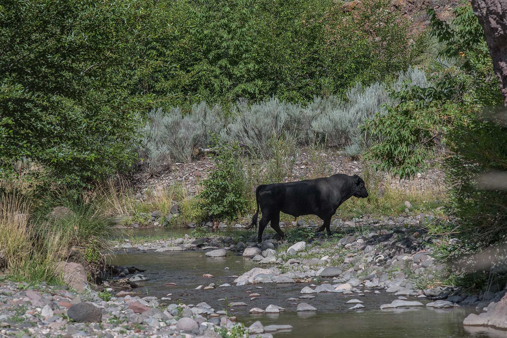 A Feral Bull in Gila National Forest
