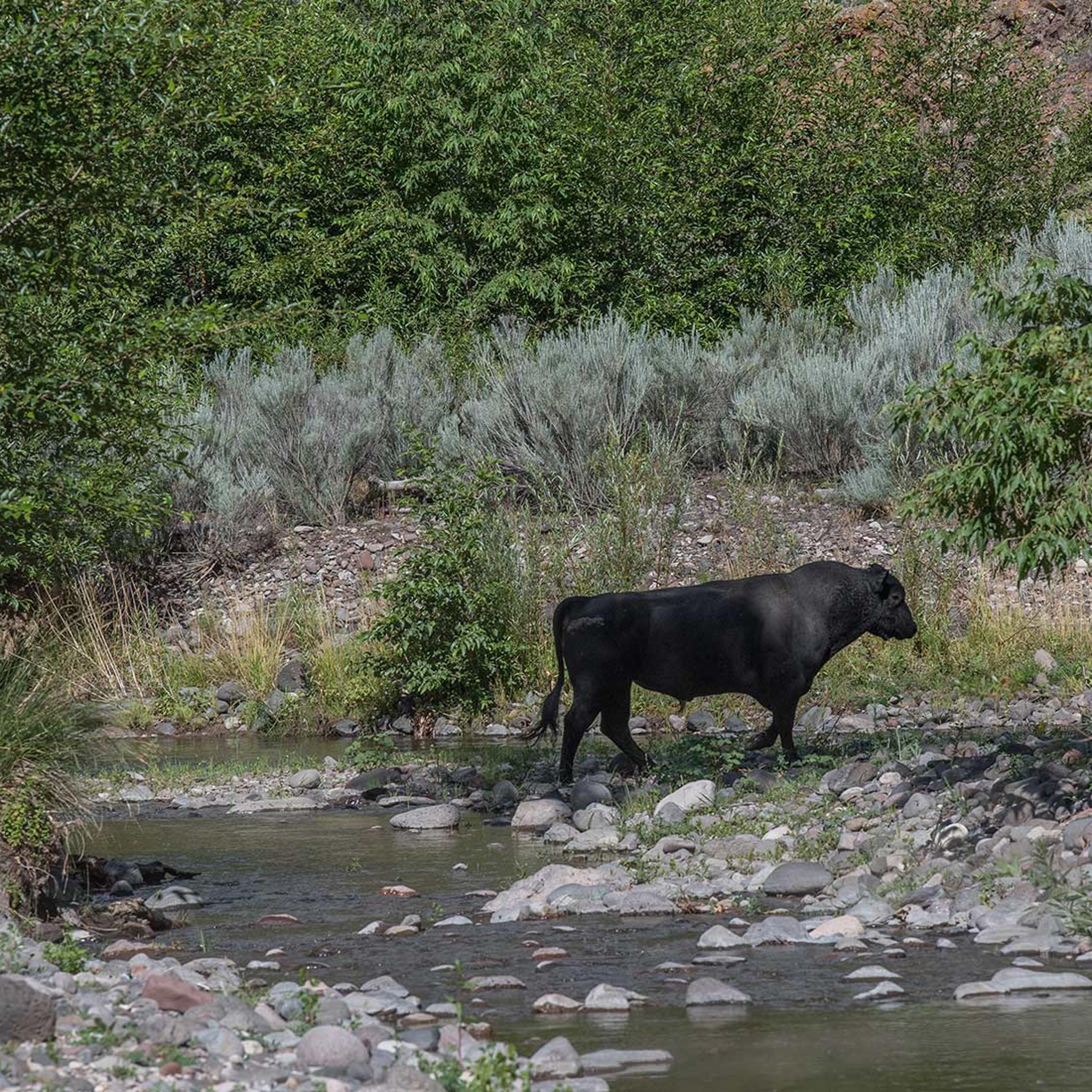 A Feral Bull in Gila National Forest