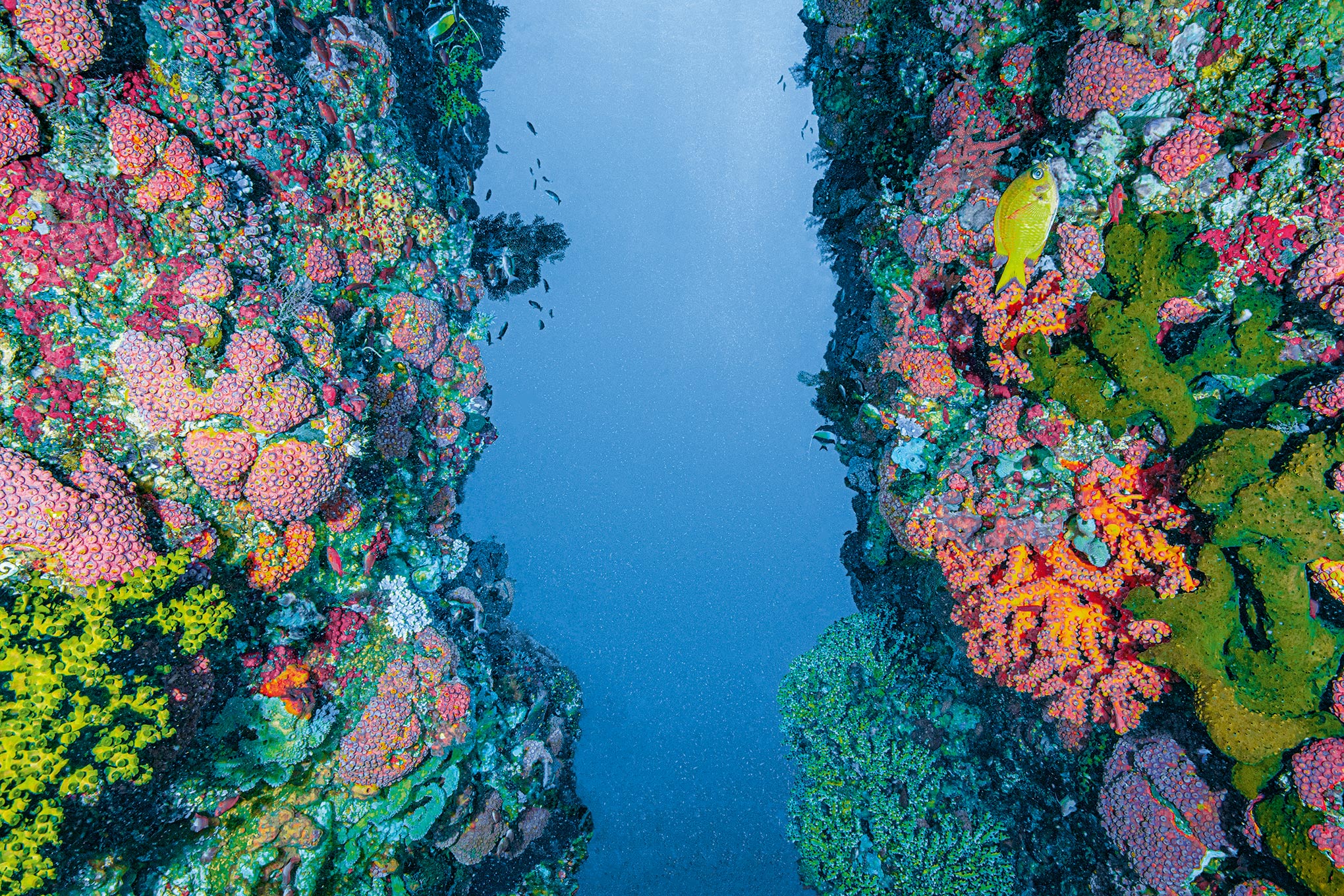 oceans-climate-change-coral-triangle
