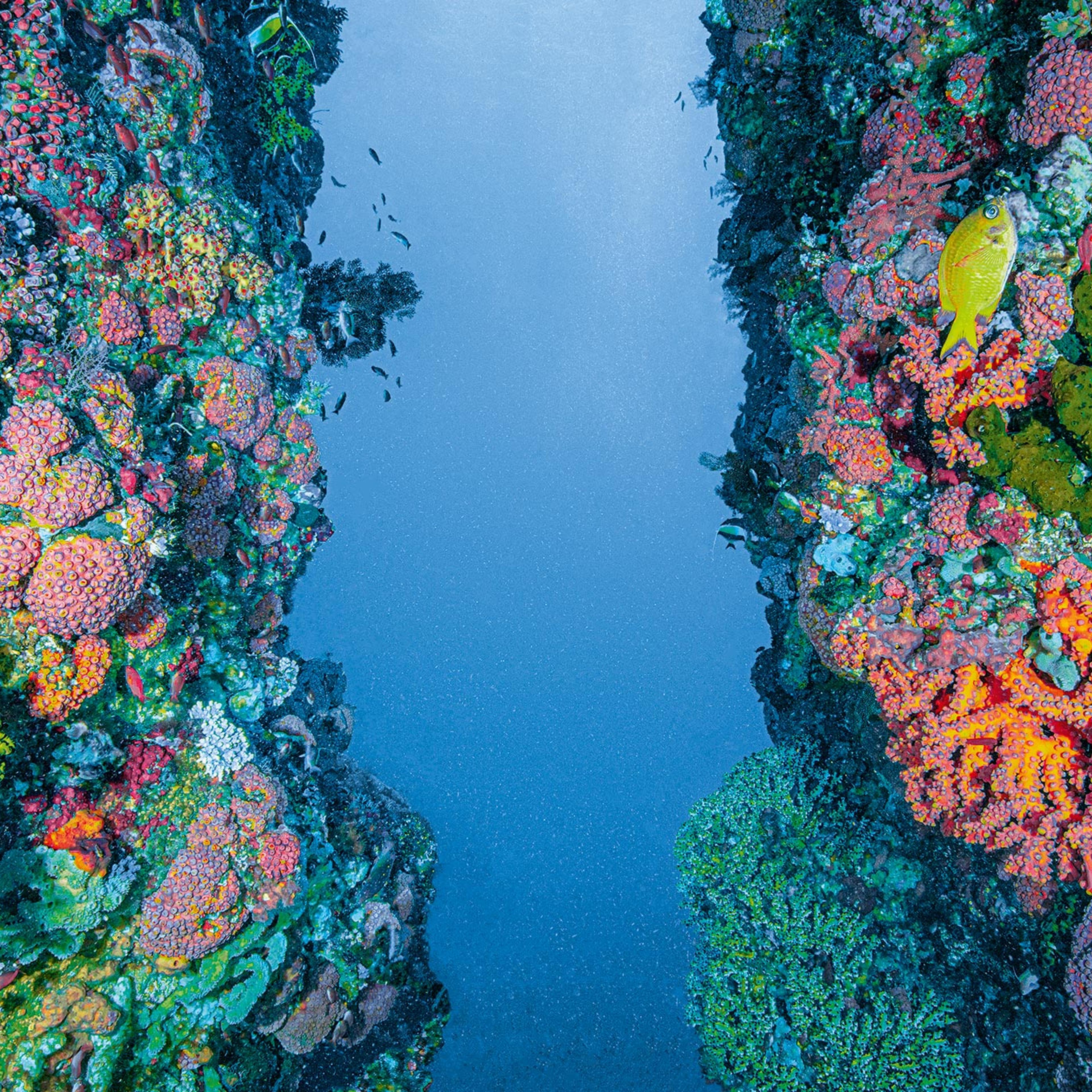 oceans-climate-change-coral-triangle
