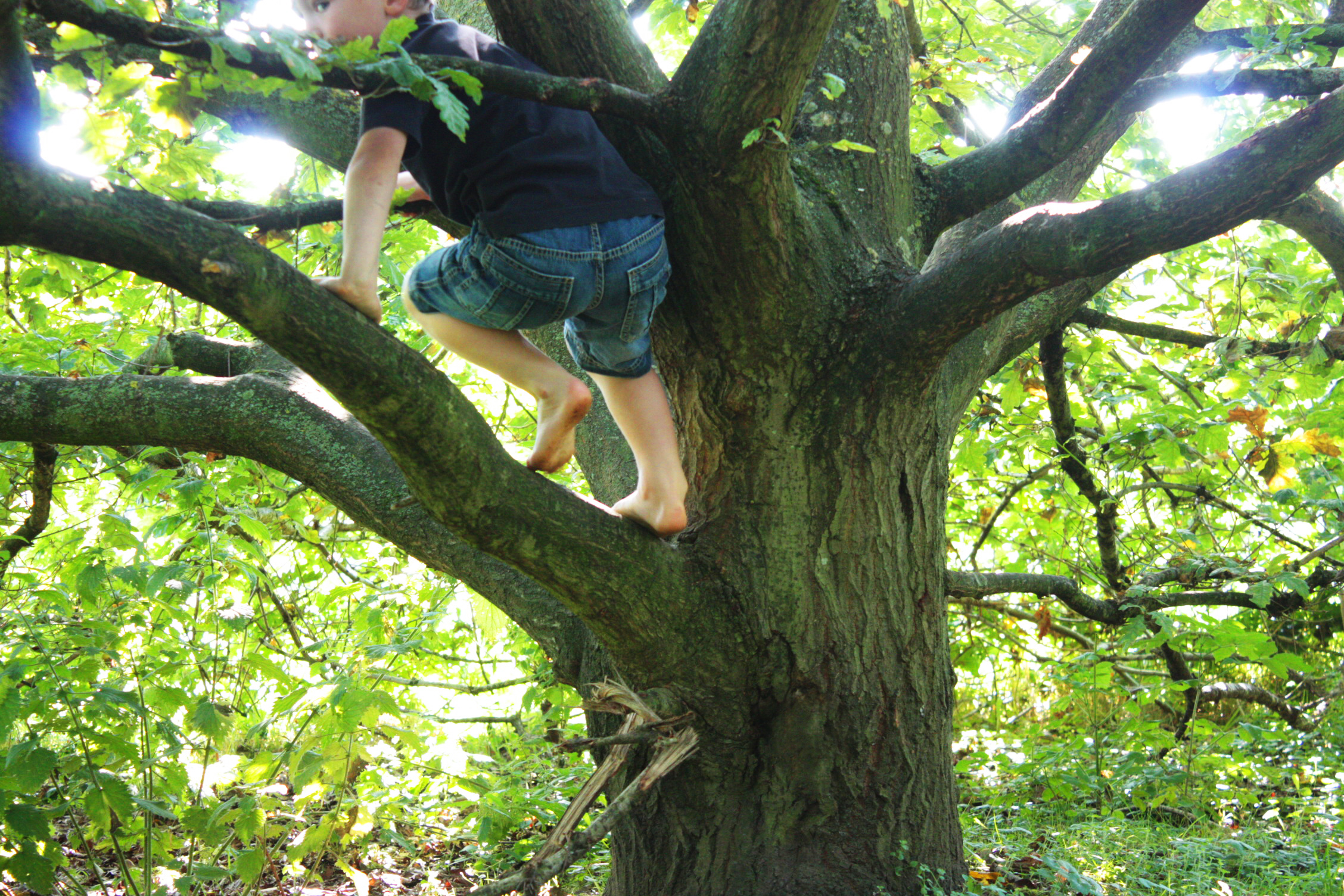 Boy climbing tree