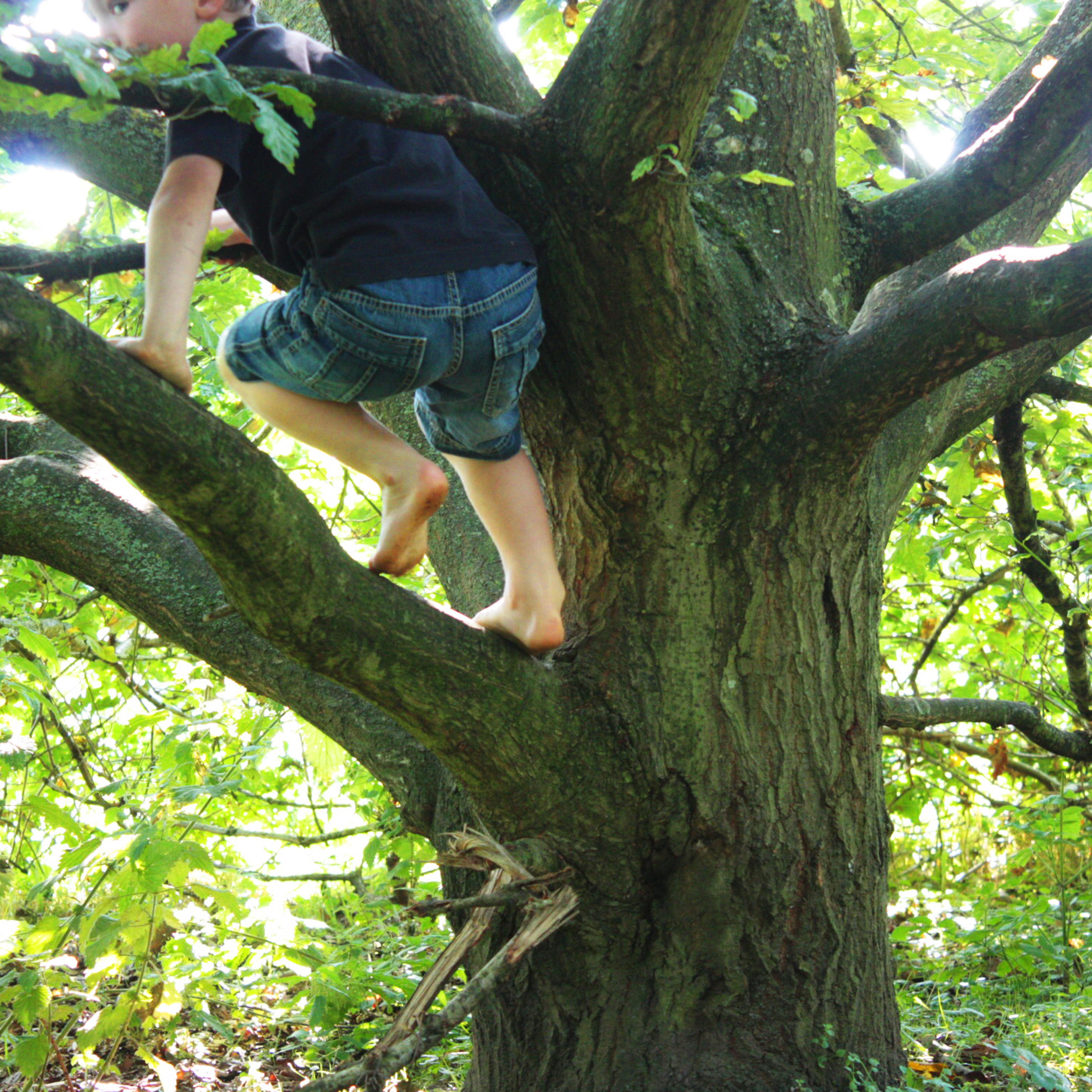 Boy climbing tree
