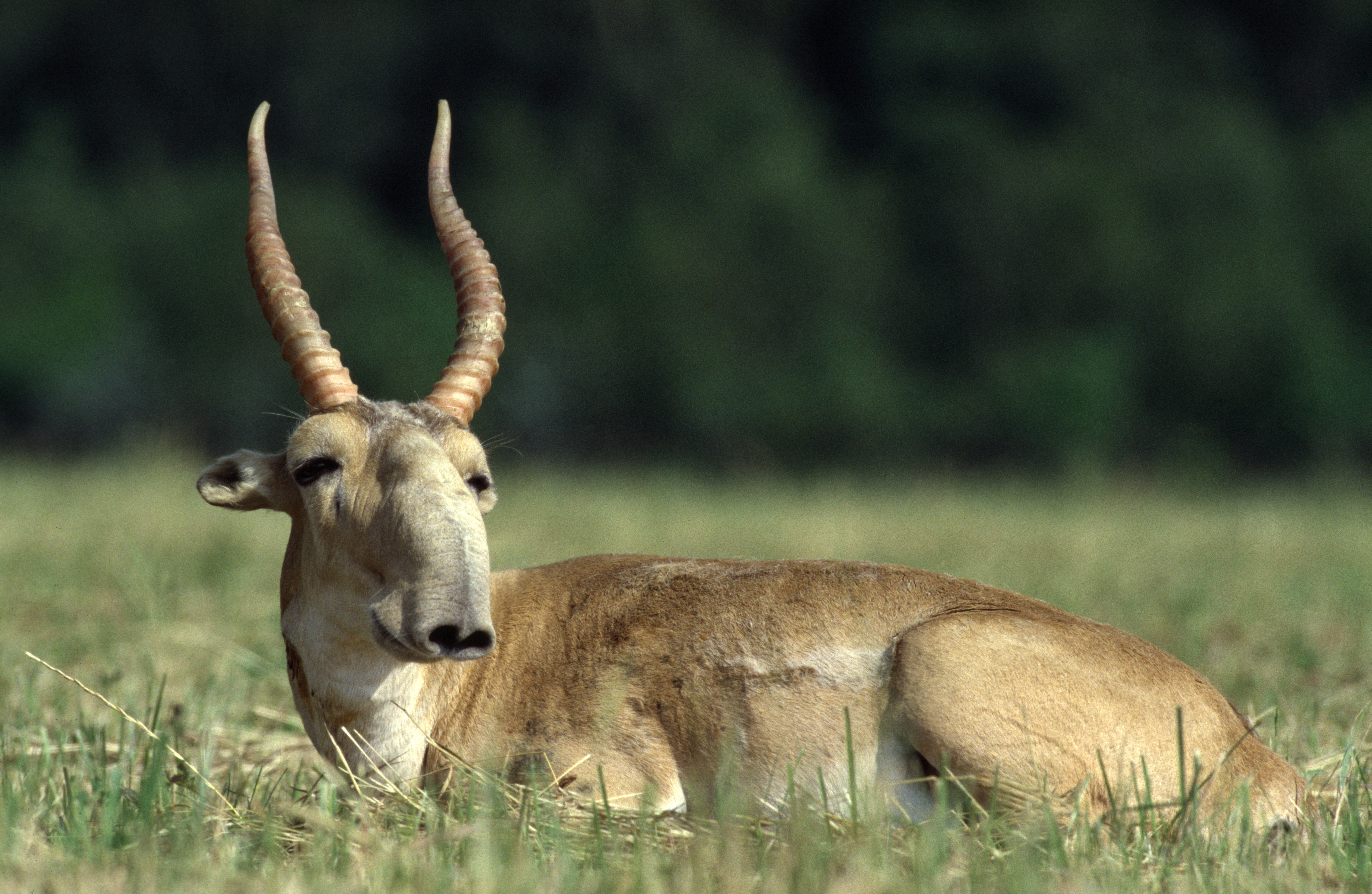 Saiga