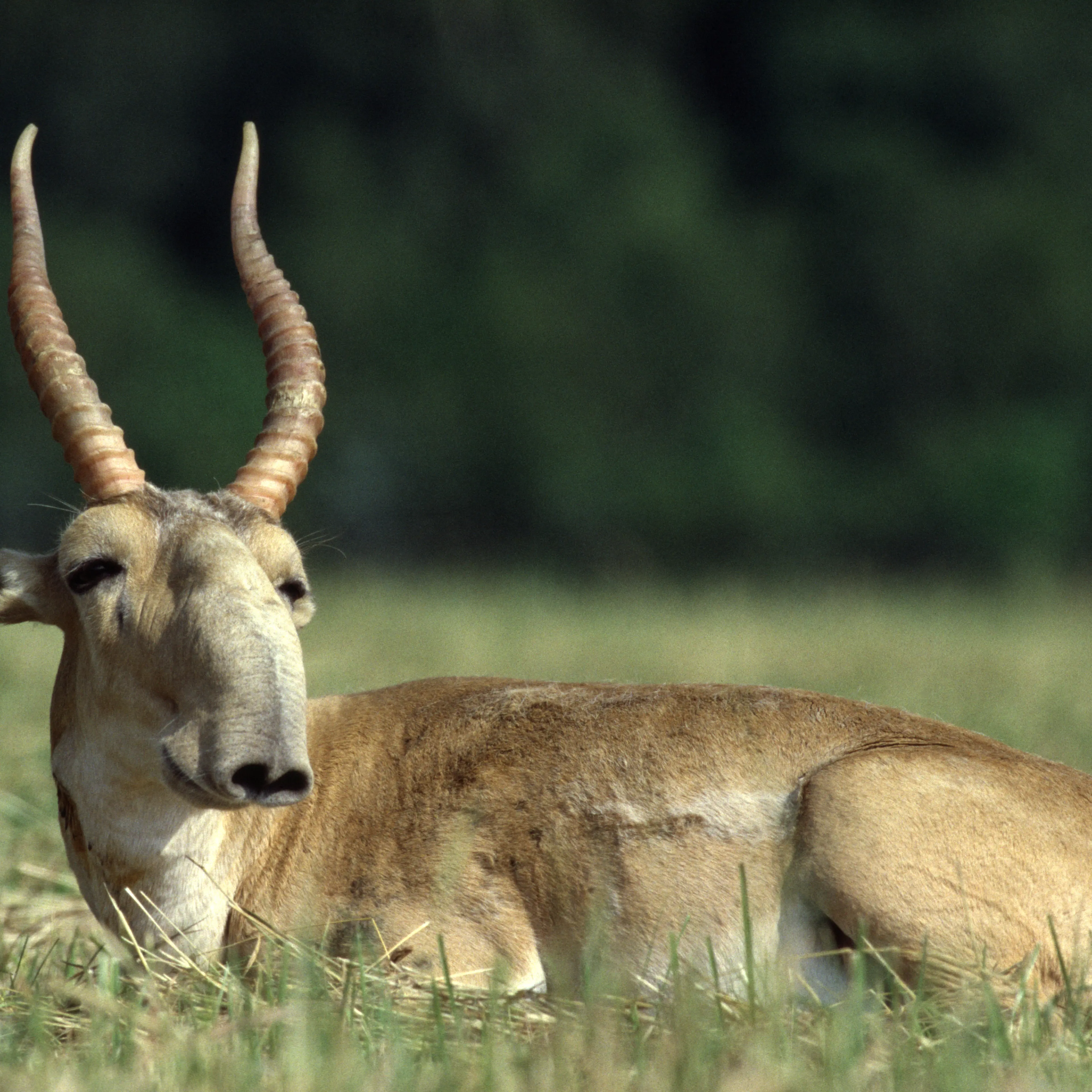 Saiga
