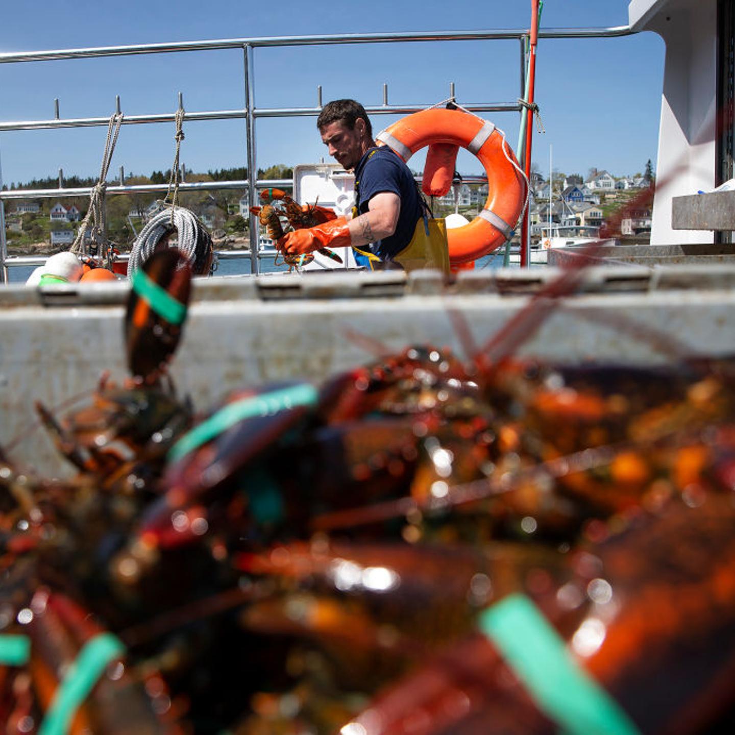 Lobster company