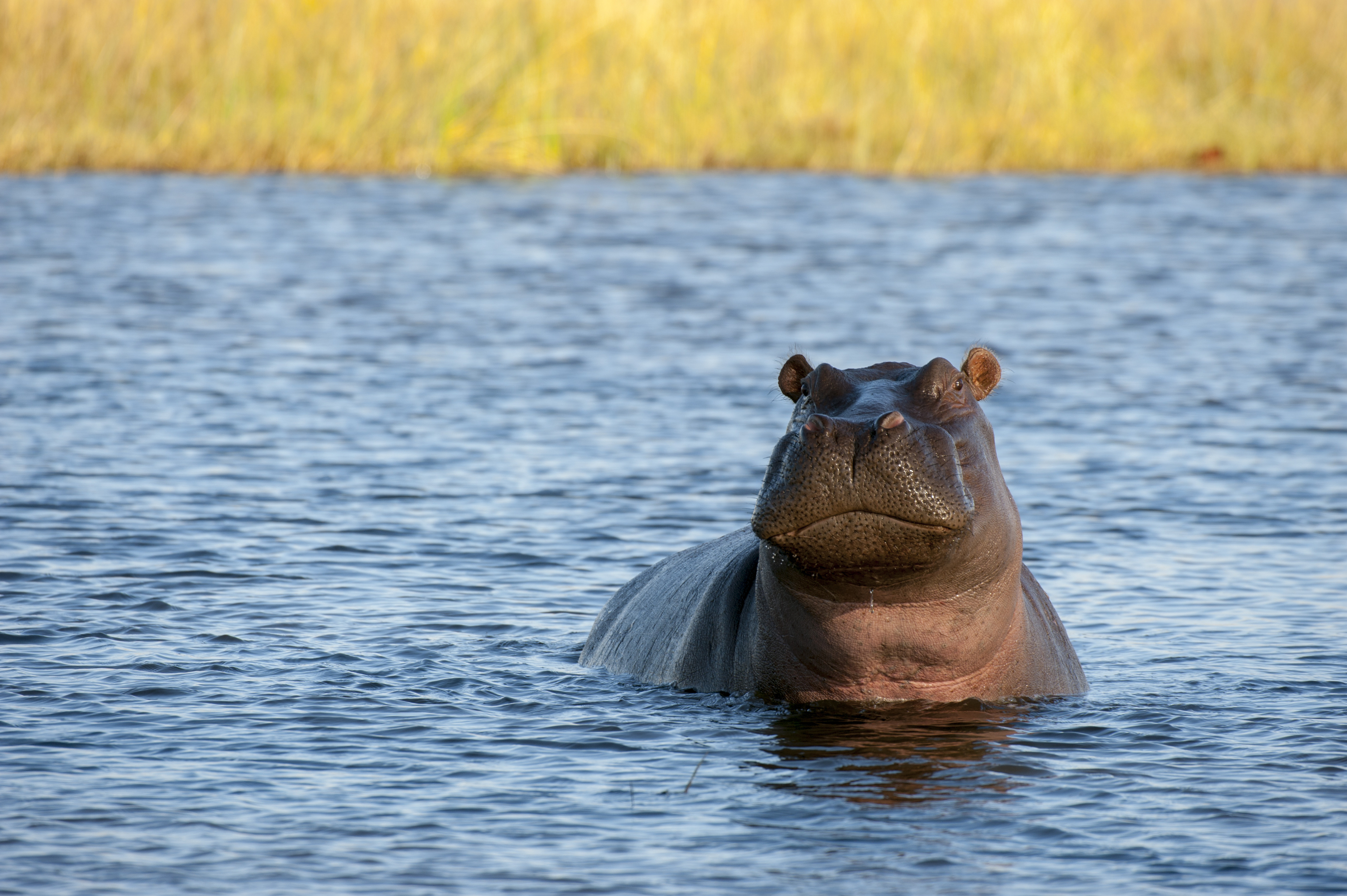 Hippopotamus (Hippopotamus amphibius) in river near Chitabe