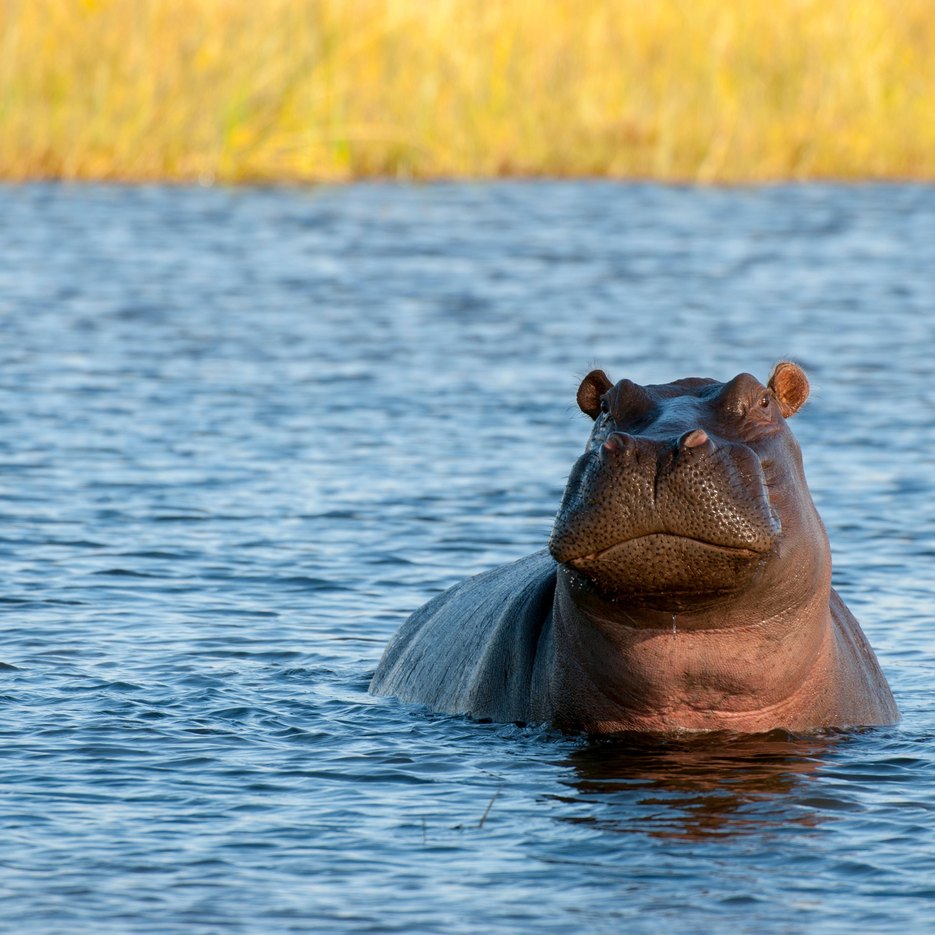 Hippopotamus (Hippopotamus amphibius) in river near Chitabe