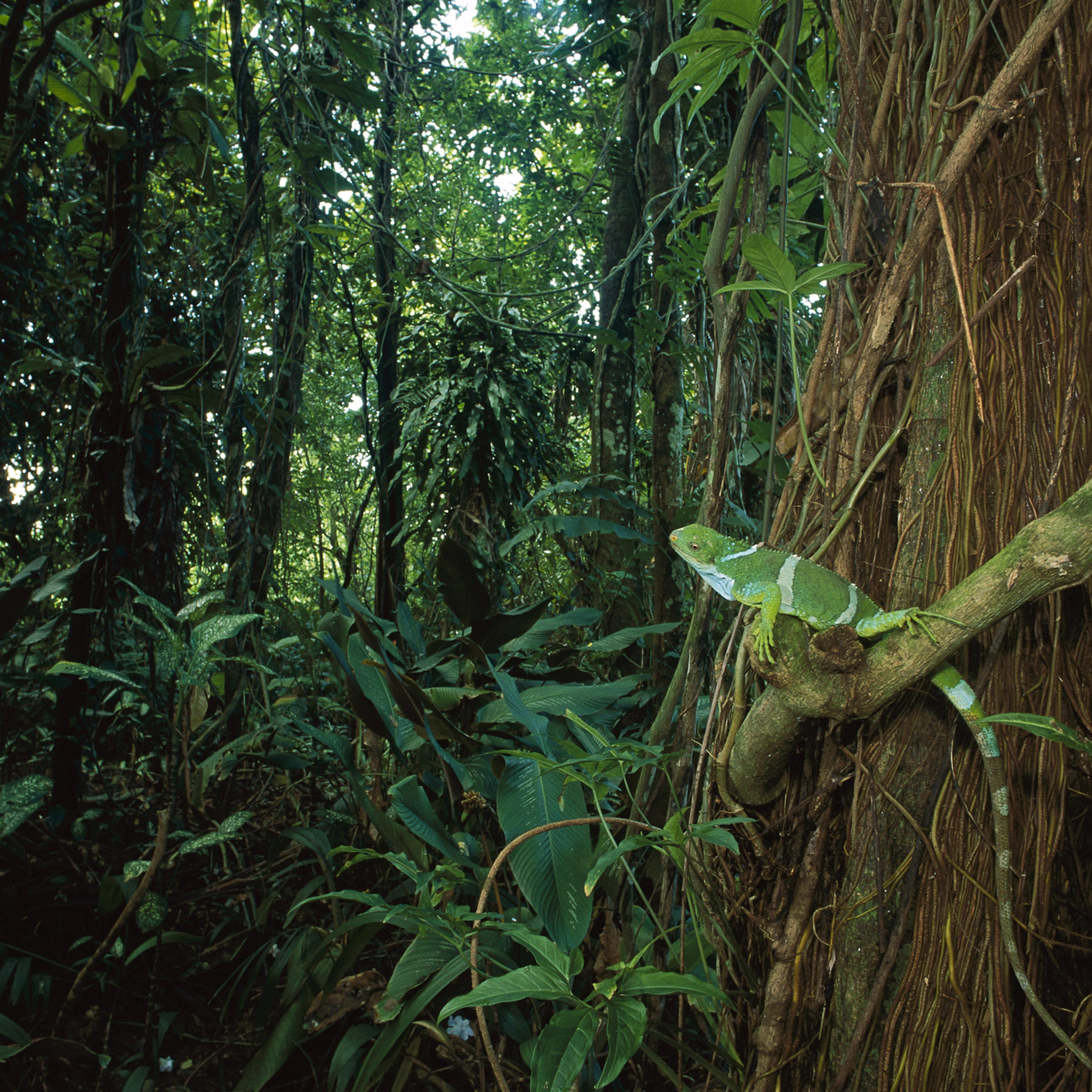 rainforest extinction climate change