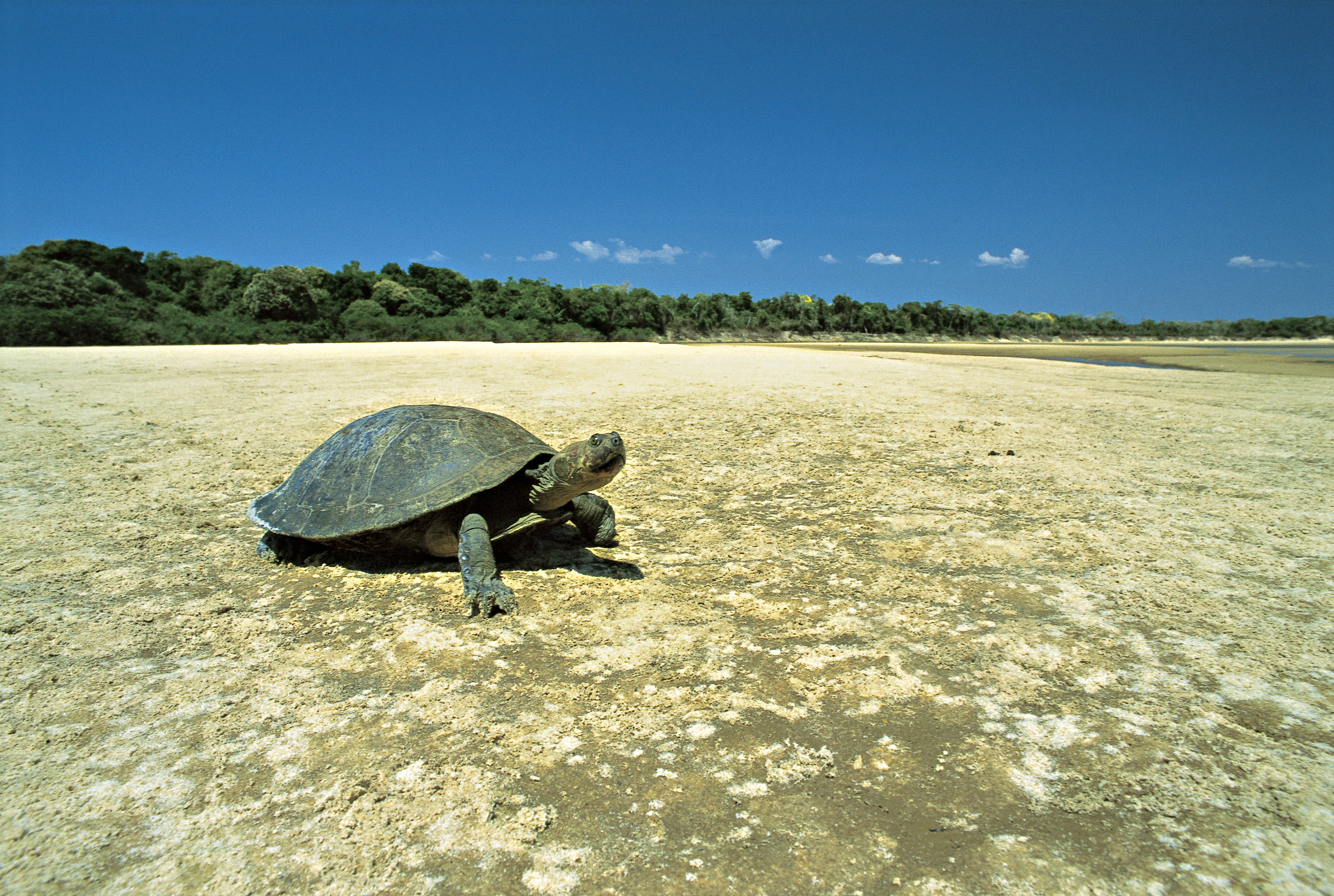 The Yellow-spotted River Turtle ( also known at the Yellow-