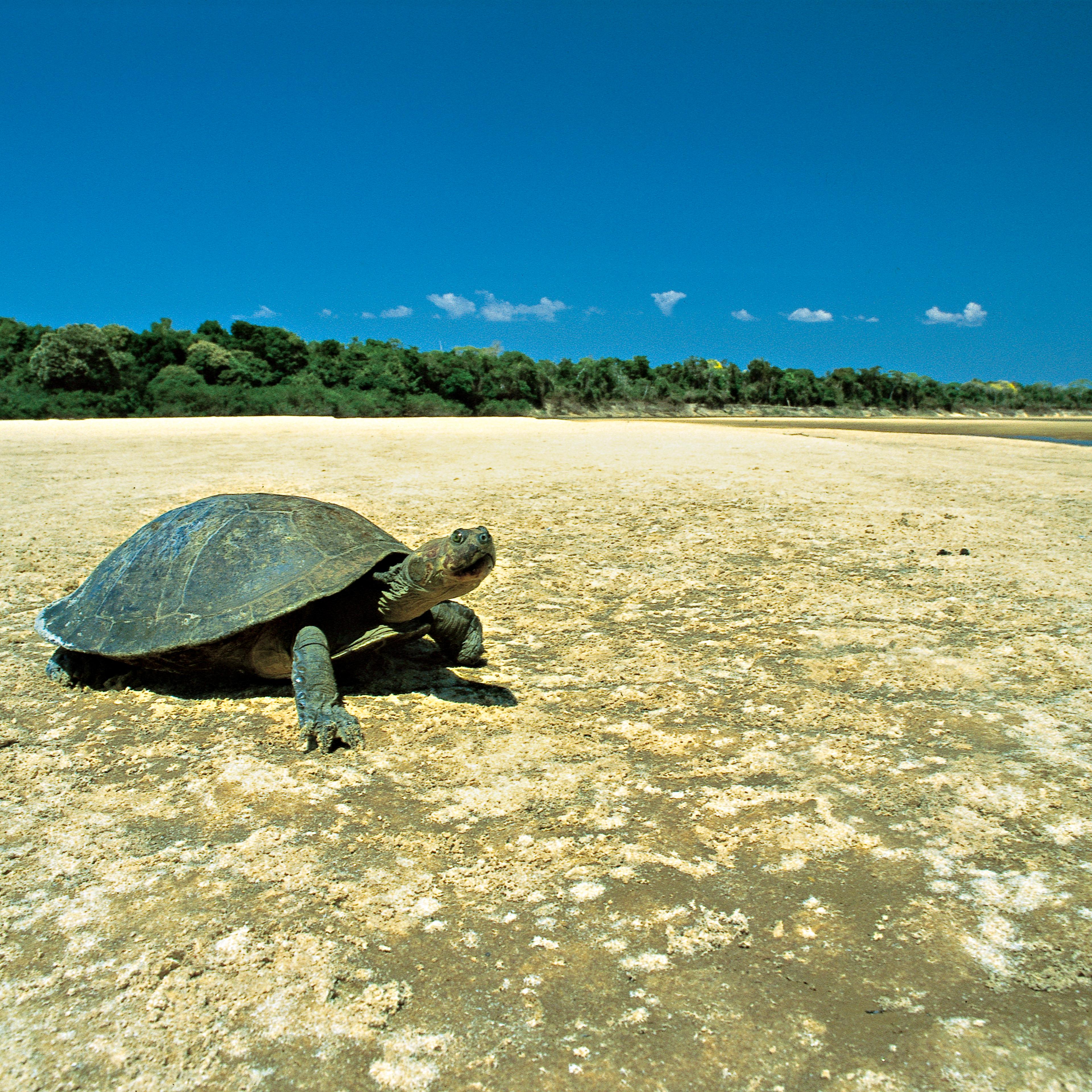 The Yellow-spotted River Turtle ( also known at the Yellow-