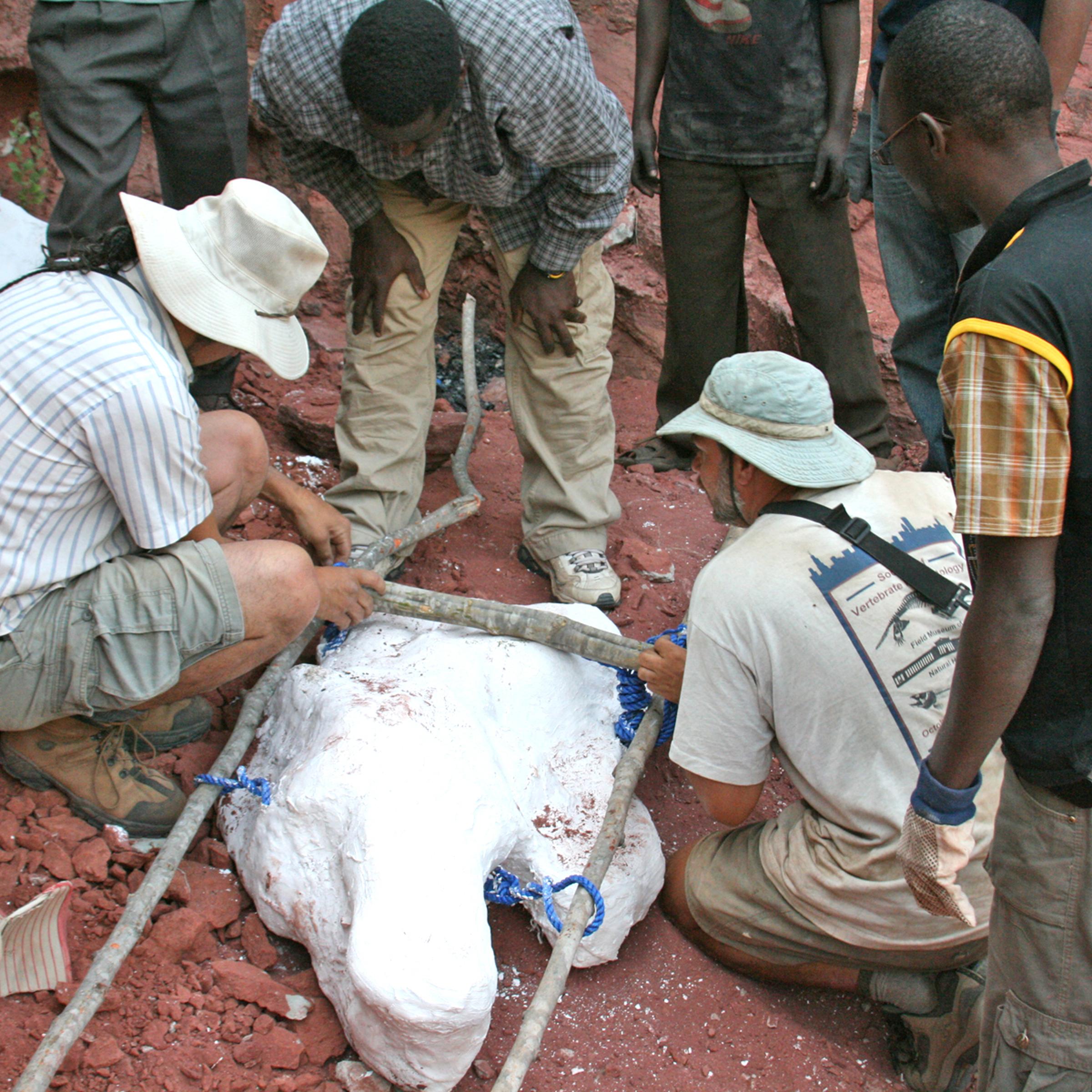 Rukwa Rift Basin Project field team members constructing a litter in order to carry large plaster jacket containing the Rukwatitan skeleton.