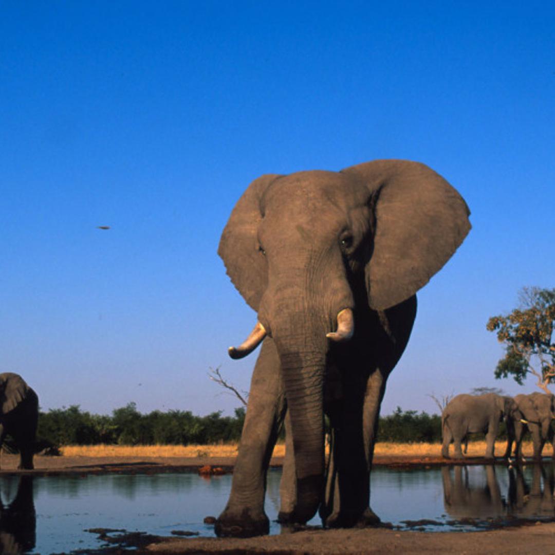 African savanna elephant (Loxodonta africana africana)