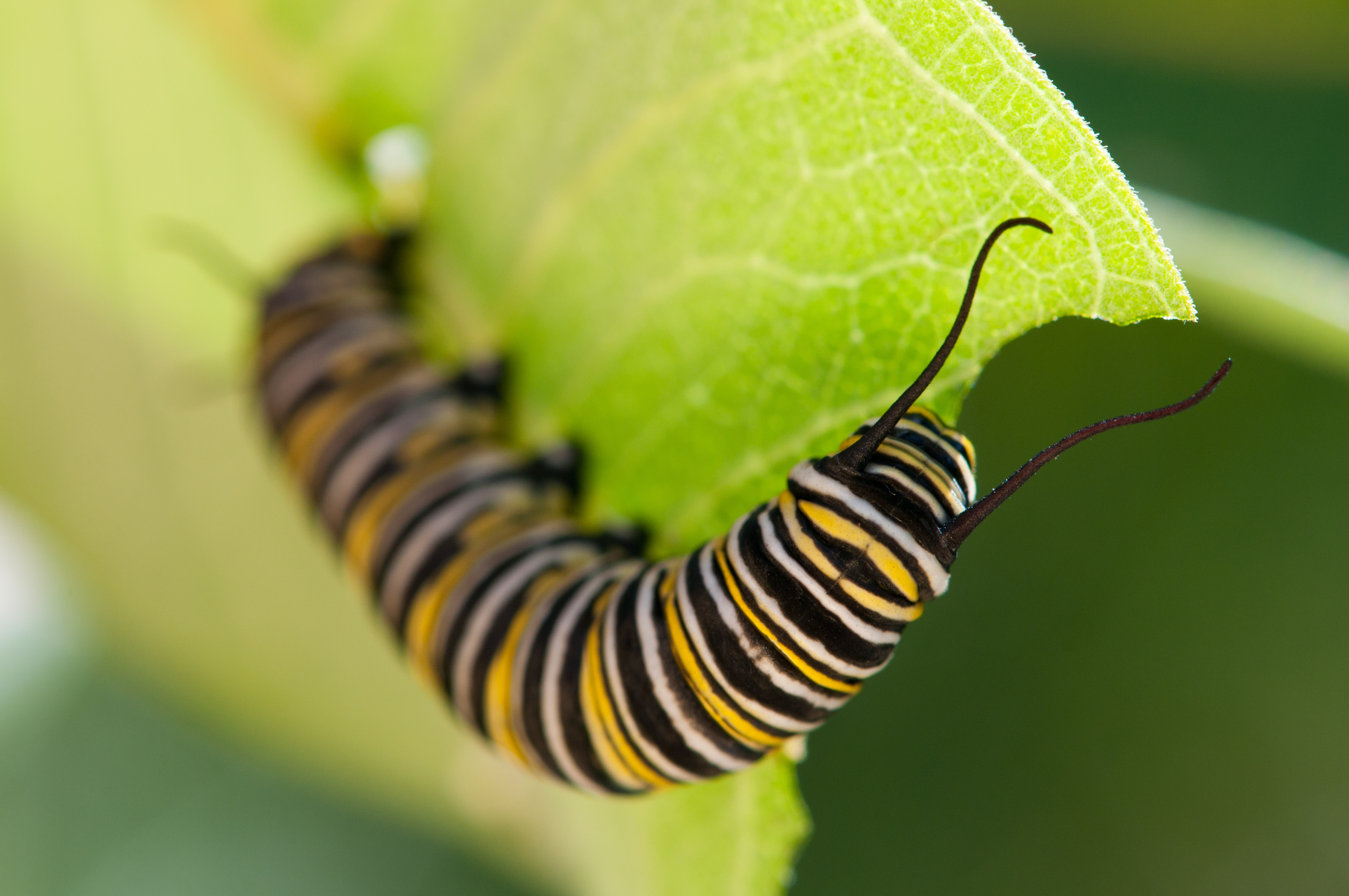 caterpillar eating a leaf