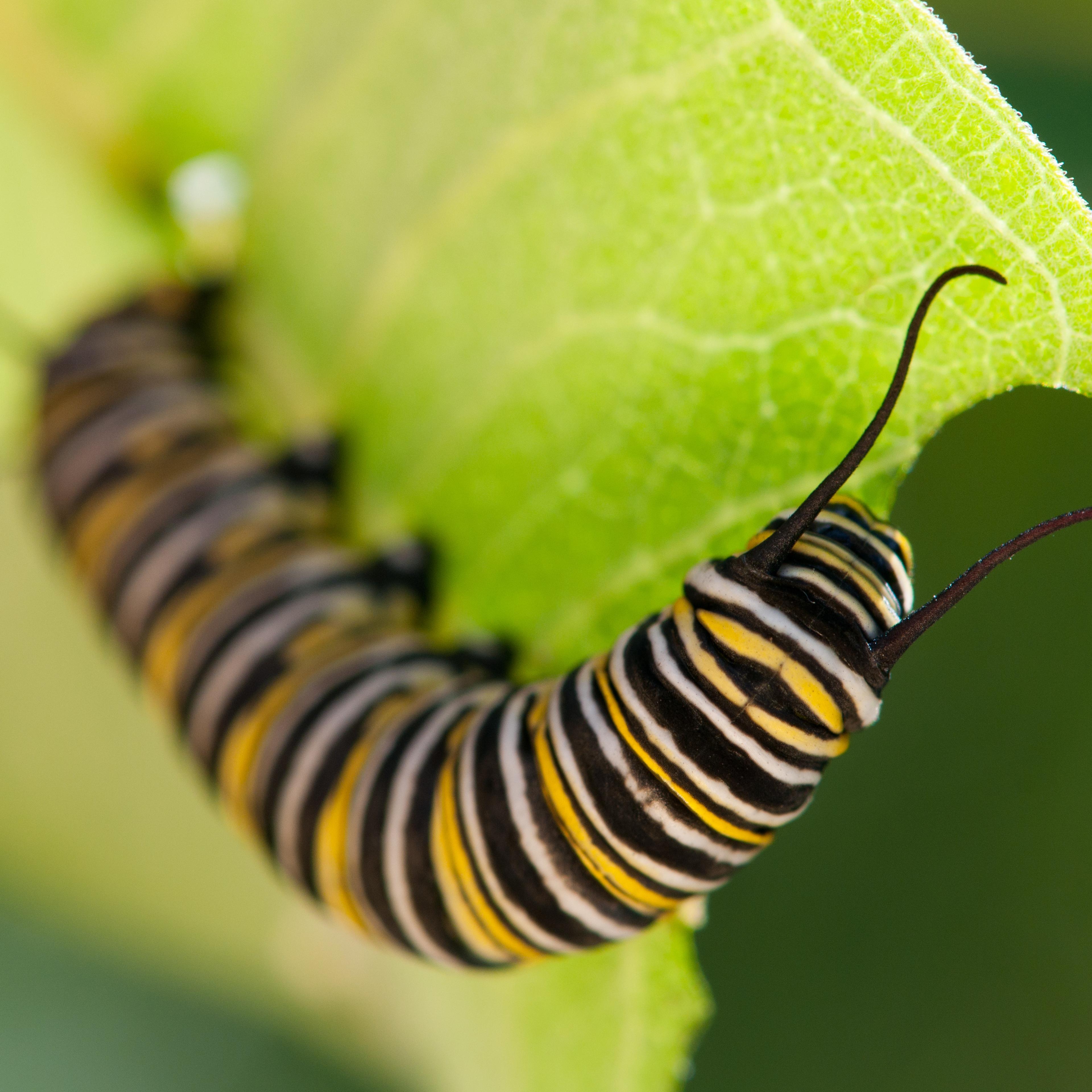 caterpillar eating a leaf