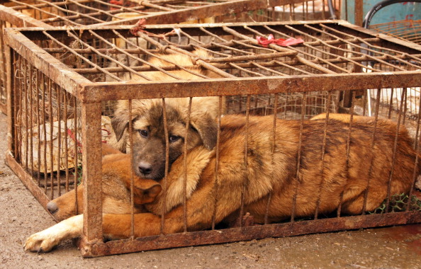 Winter Solstice Became Dog Slaughter Day in Guizhou