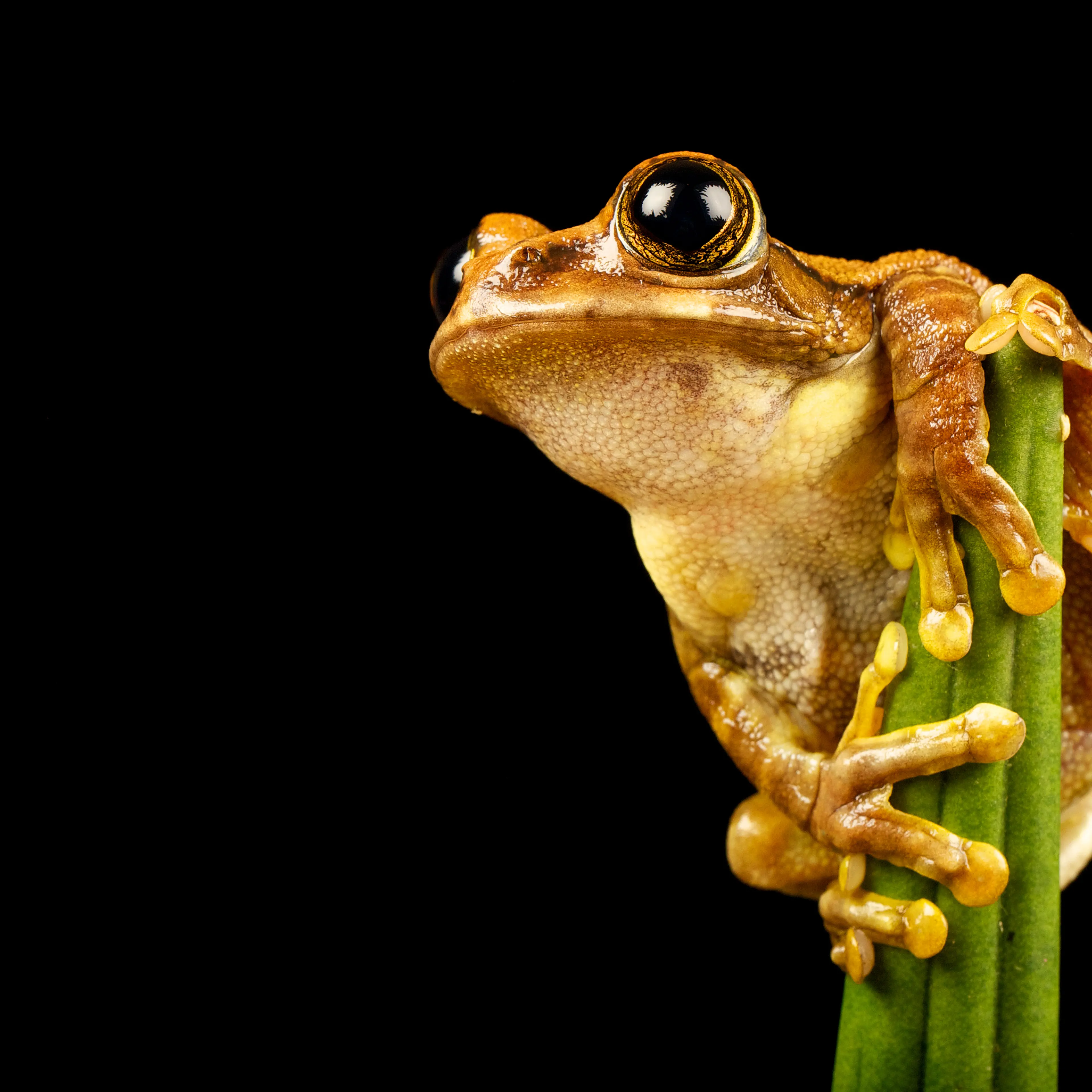 tree-frog