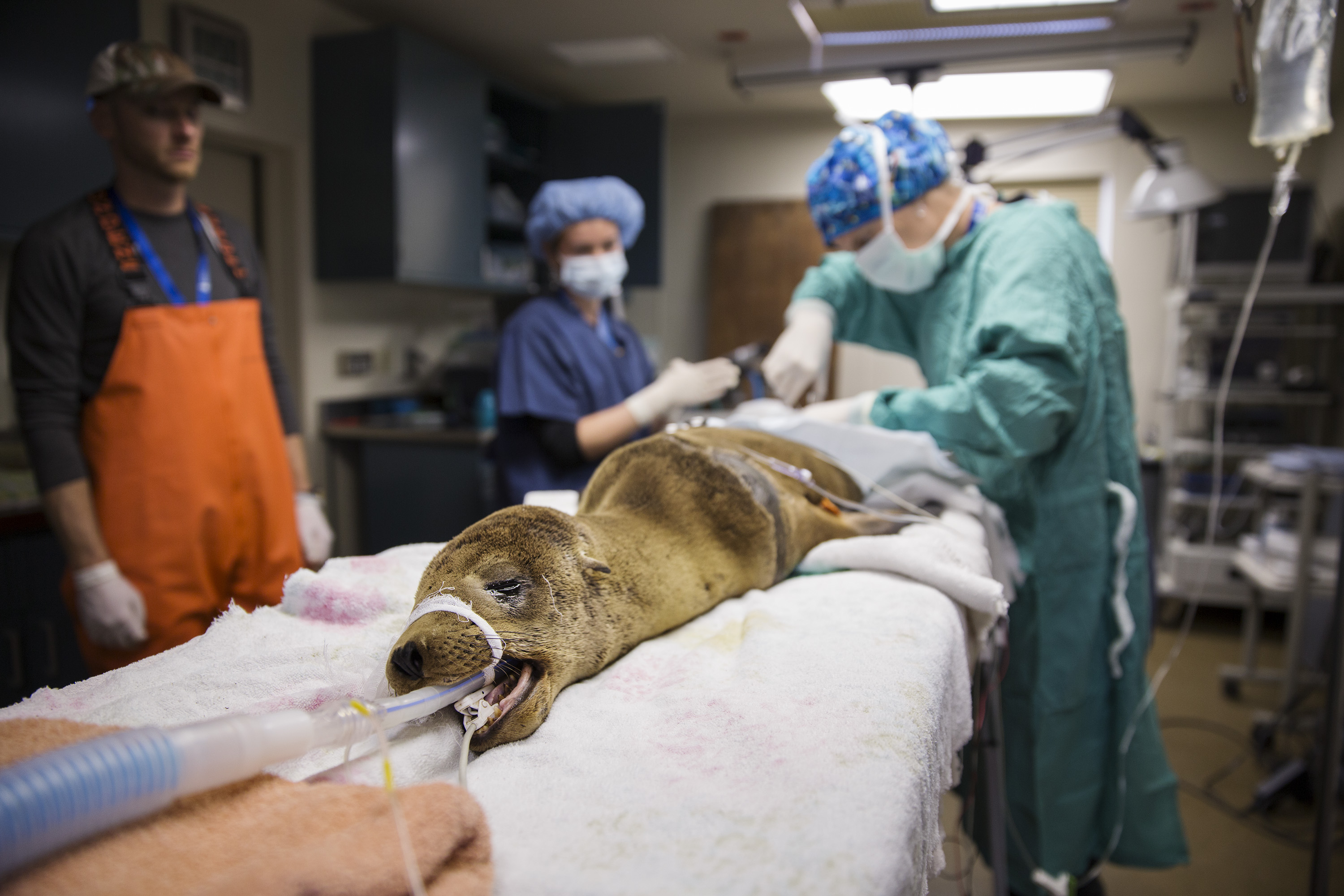 Sick Baby Seals Marine Mammal Center