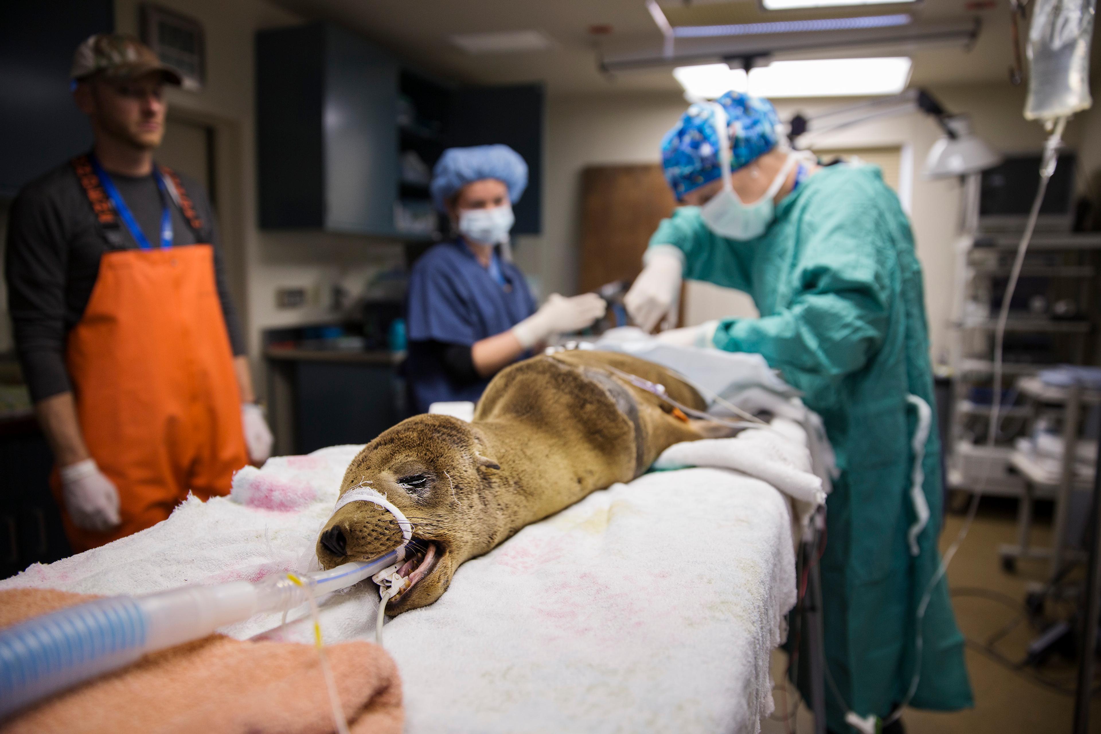 Sick Baby Seals Marine Mammal Center