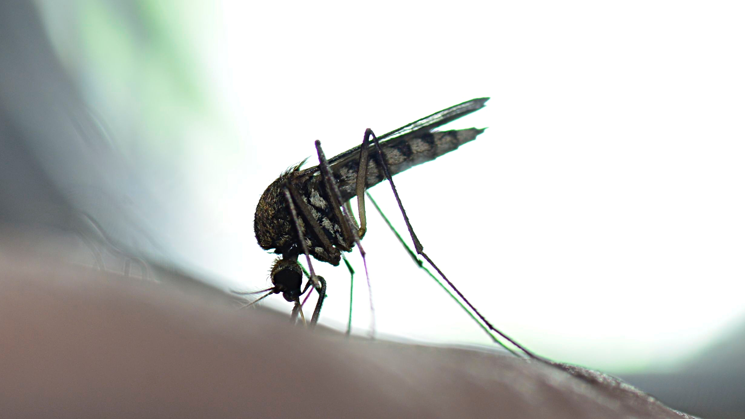 West Nile virus mosquito