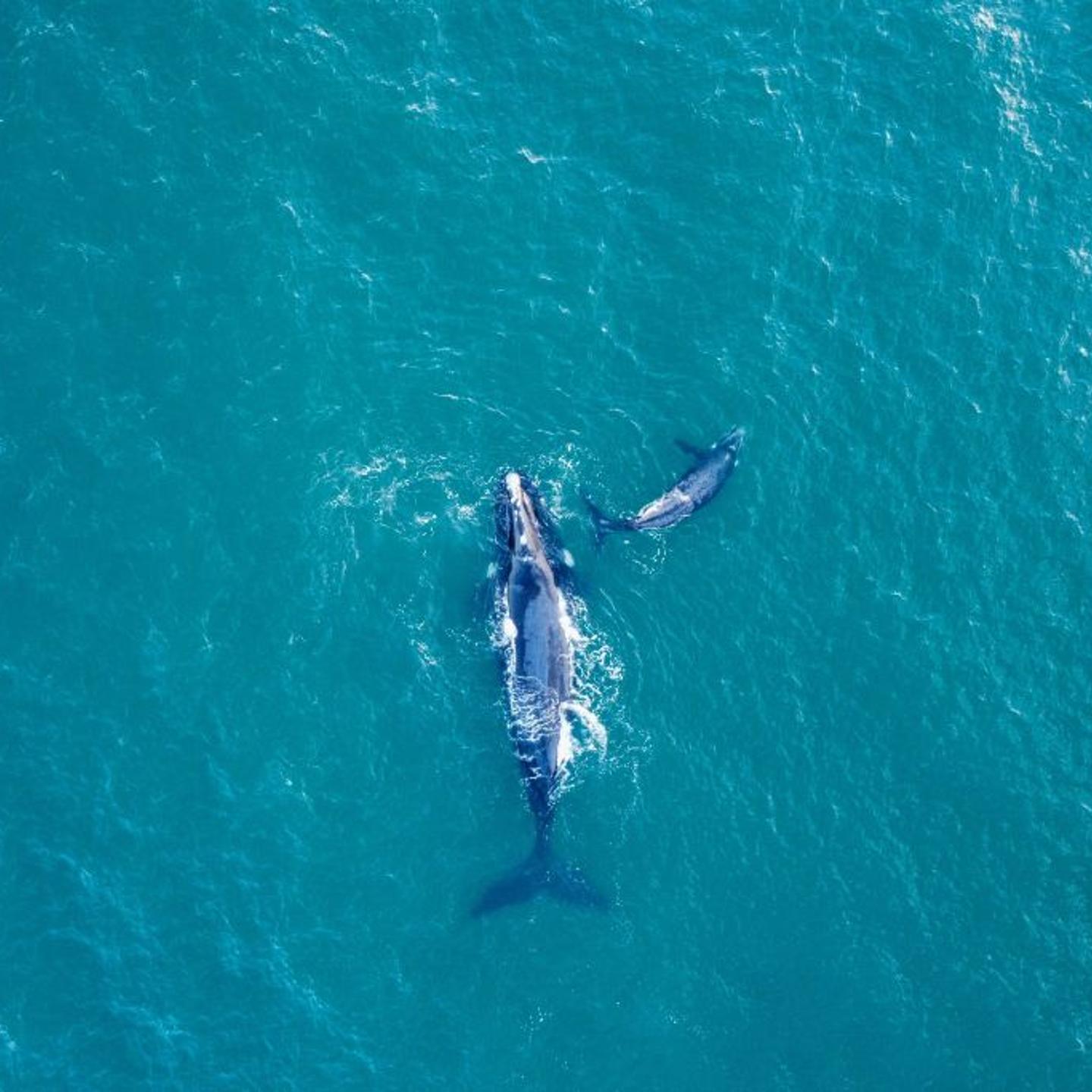 Southern right whales swim off the coast of Infanta, near the Breede River estuary, in South Africa on Oct. 21, 2022.