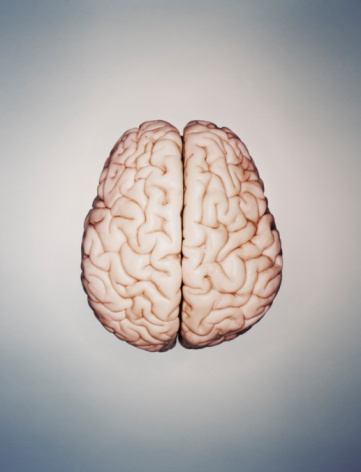 brain