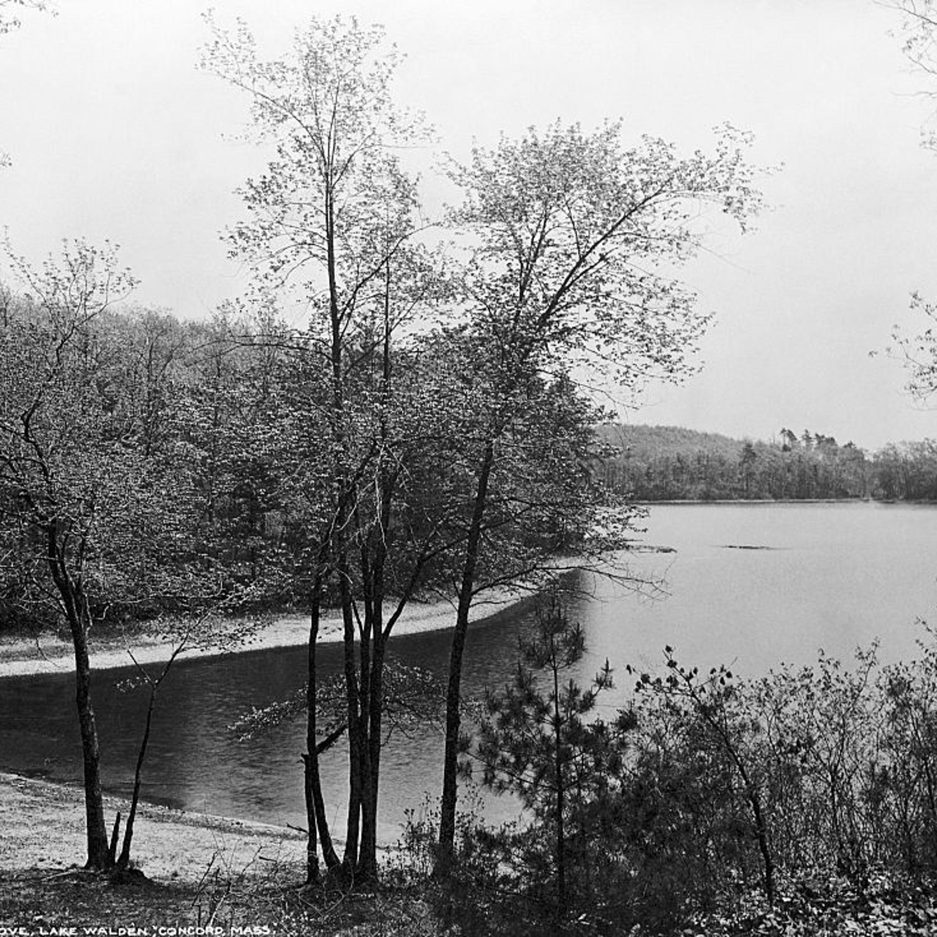 Walden Pond from Henry David Thoreau's Hut