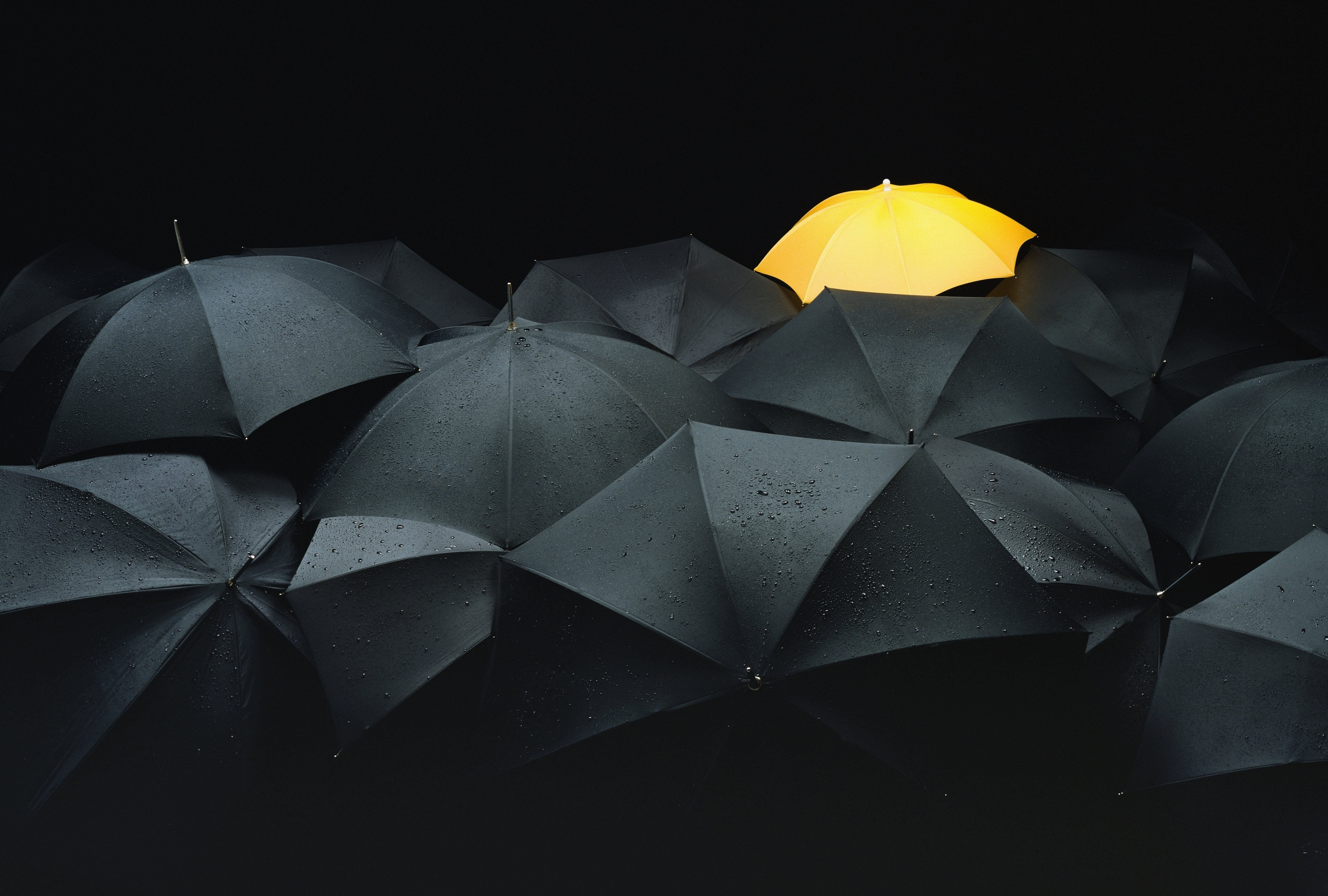 One yellow umbrella among many black umbrellas.
