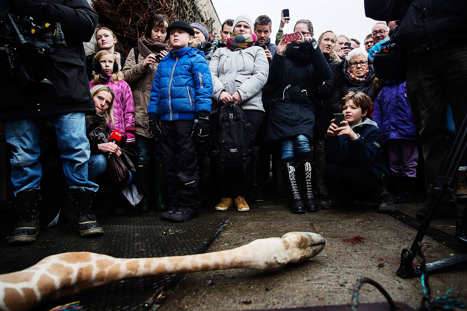 People look at the carcass of the giraffe Marius after it was killed in Copenhagen Zoo