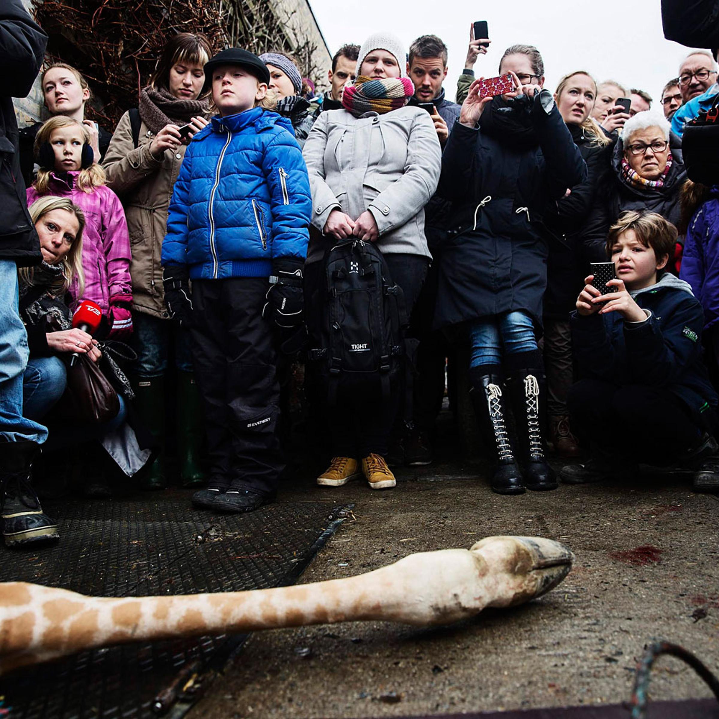 People look at the carcass of the giraffe Marius after it was killed in Copenhagen Zoo